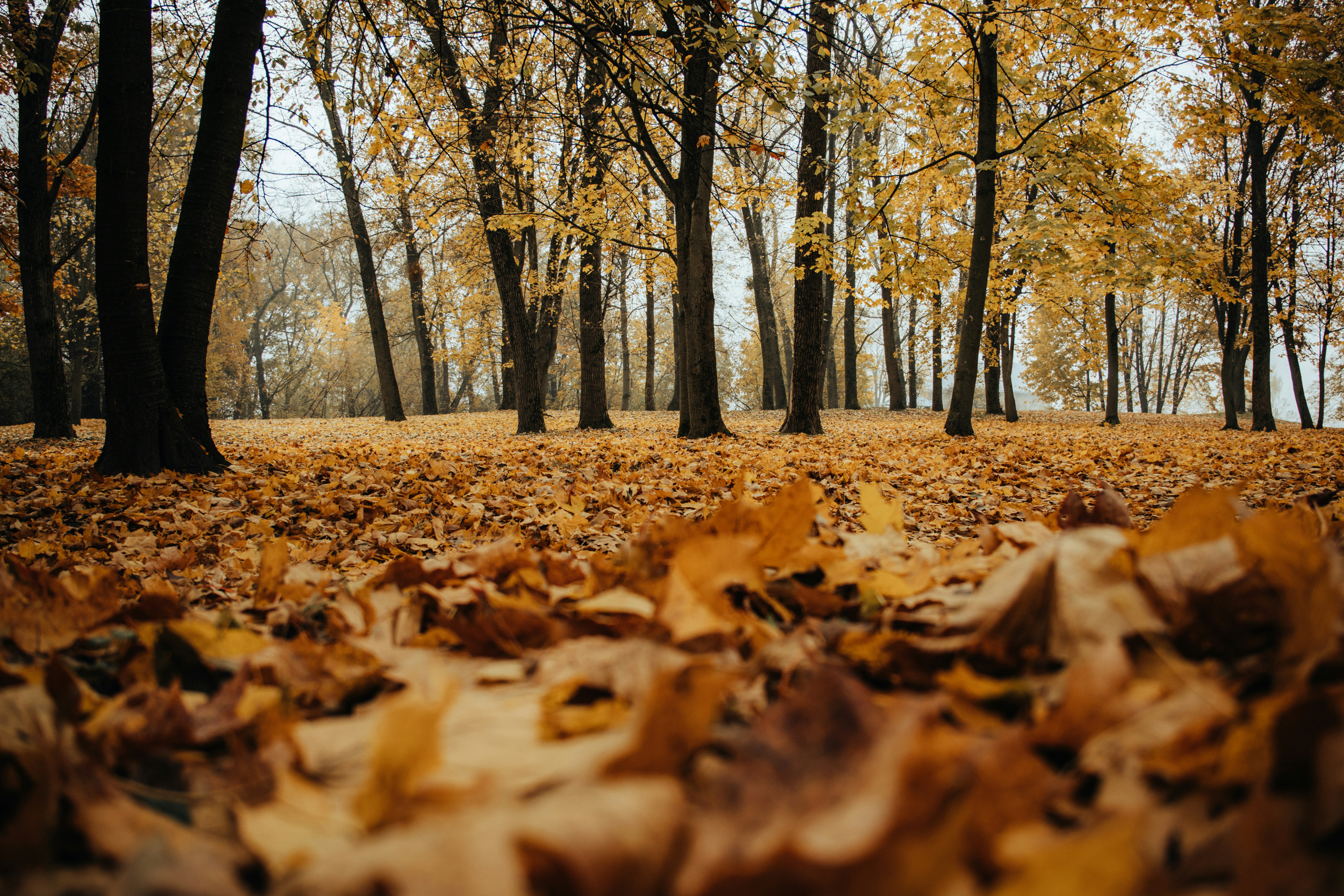 Photo by aleksey_parakhnevich