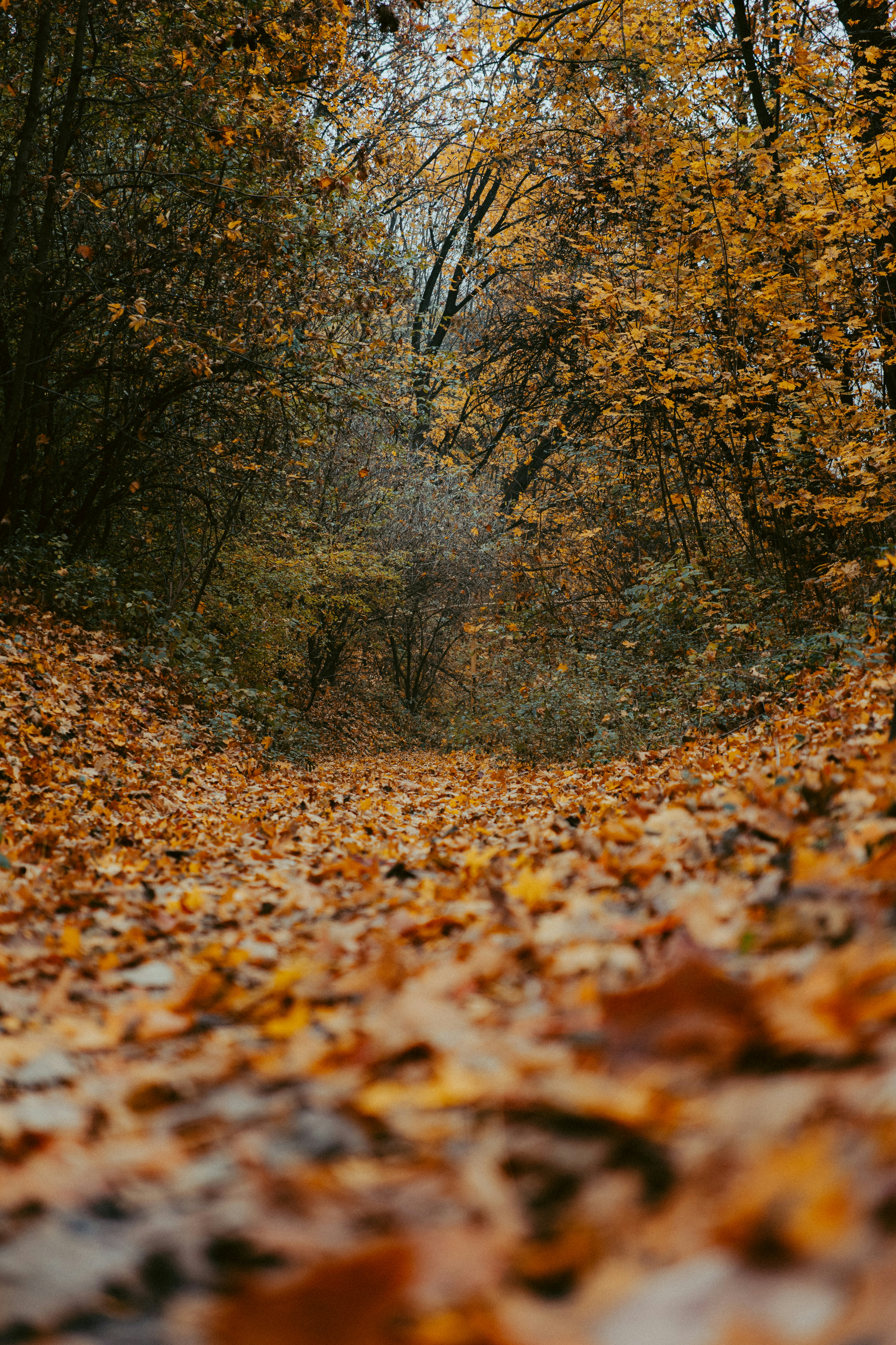 Photo by aleksey_parakhnevich