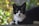 A black and white cat laying on a ledge