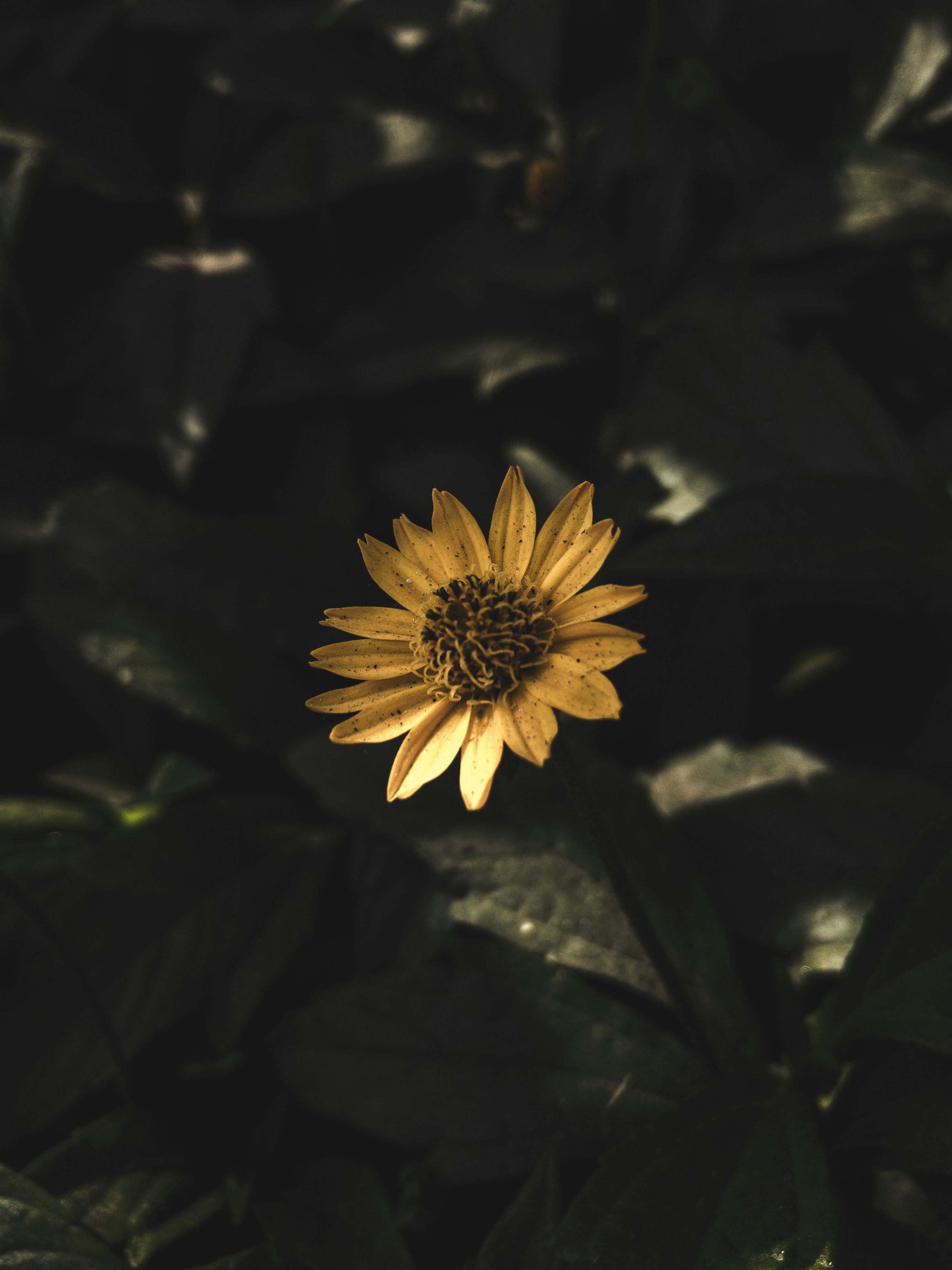 Photo by amritanshdubey