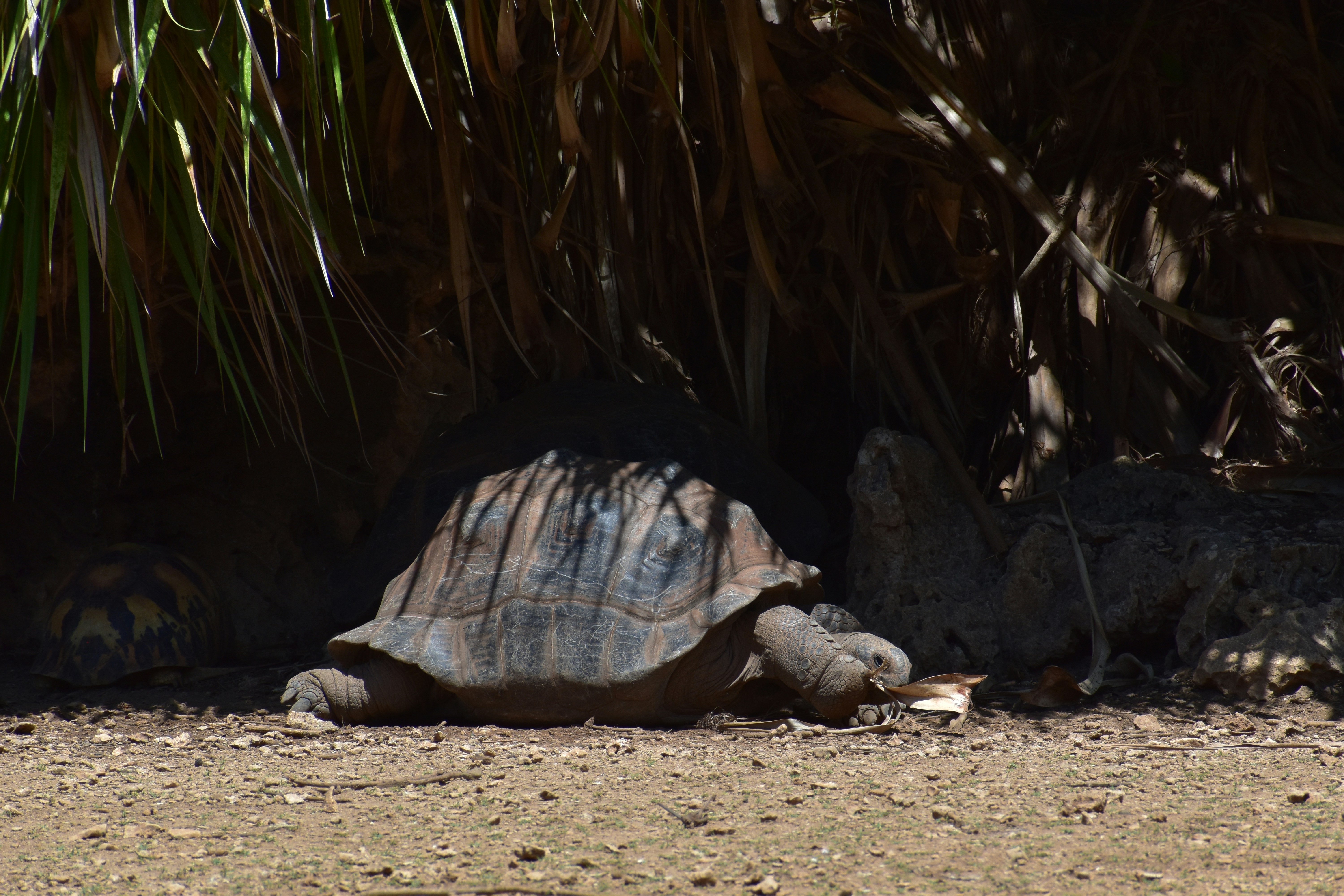 Improper UVB light positioning in tortoise enclosure
