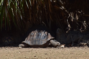 A tortoise laying on the ground next to a palm tree