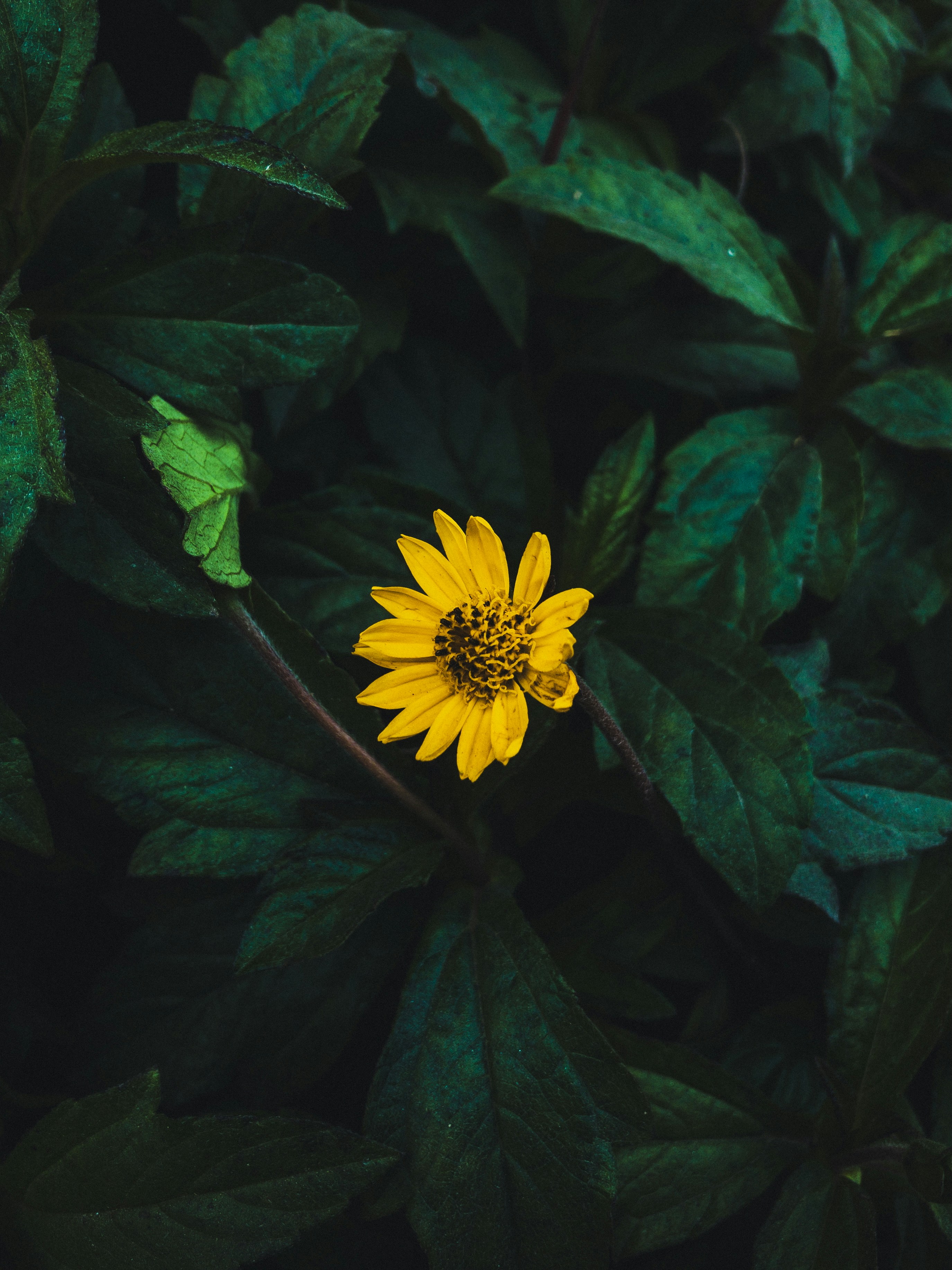 Photo by amritanshdubey