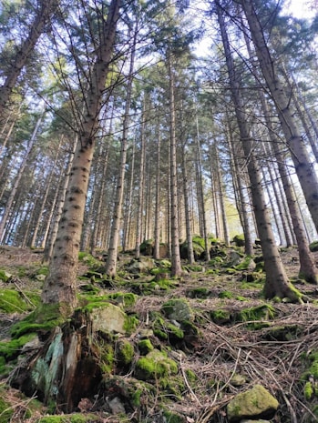 A forest filled with lots of tall trees