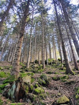 A forest filled with lots of tall trees