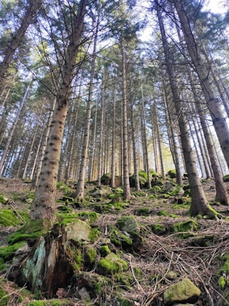 A forest filled with lots of tall trees