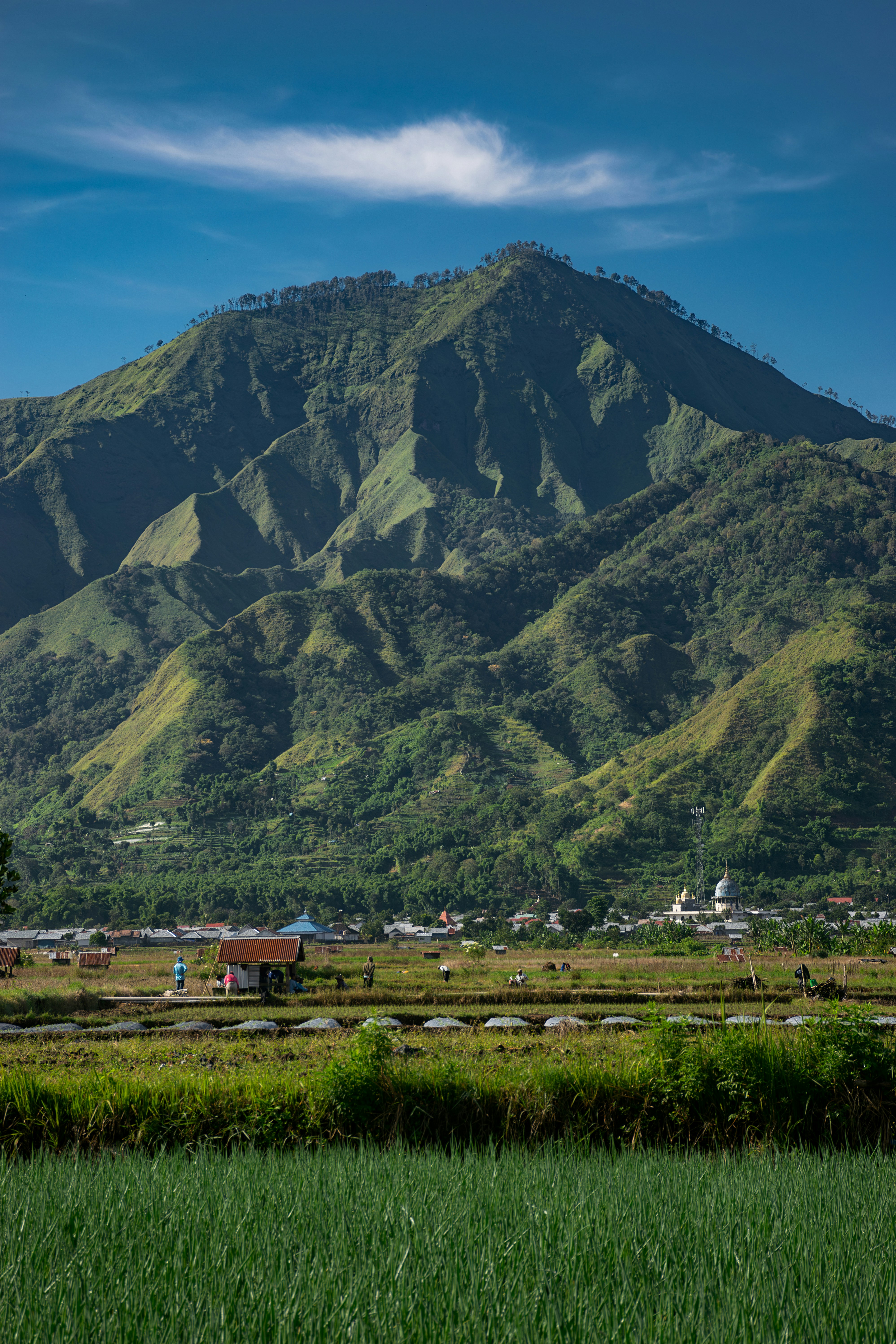 A green field with a mountain in the background