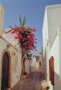 A narrow street with a tree in the middle of it