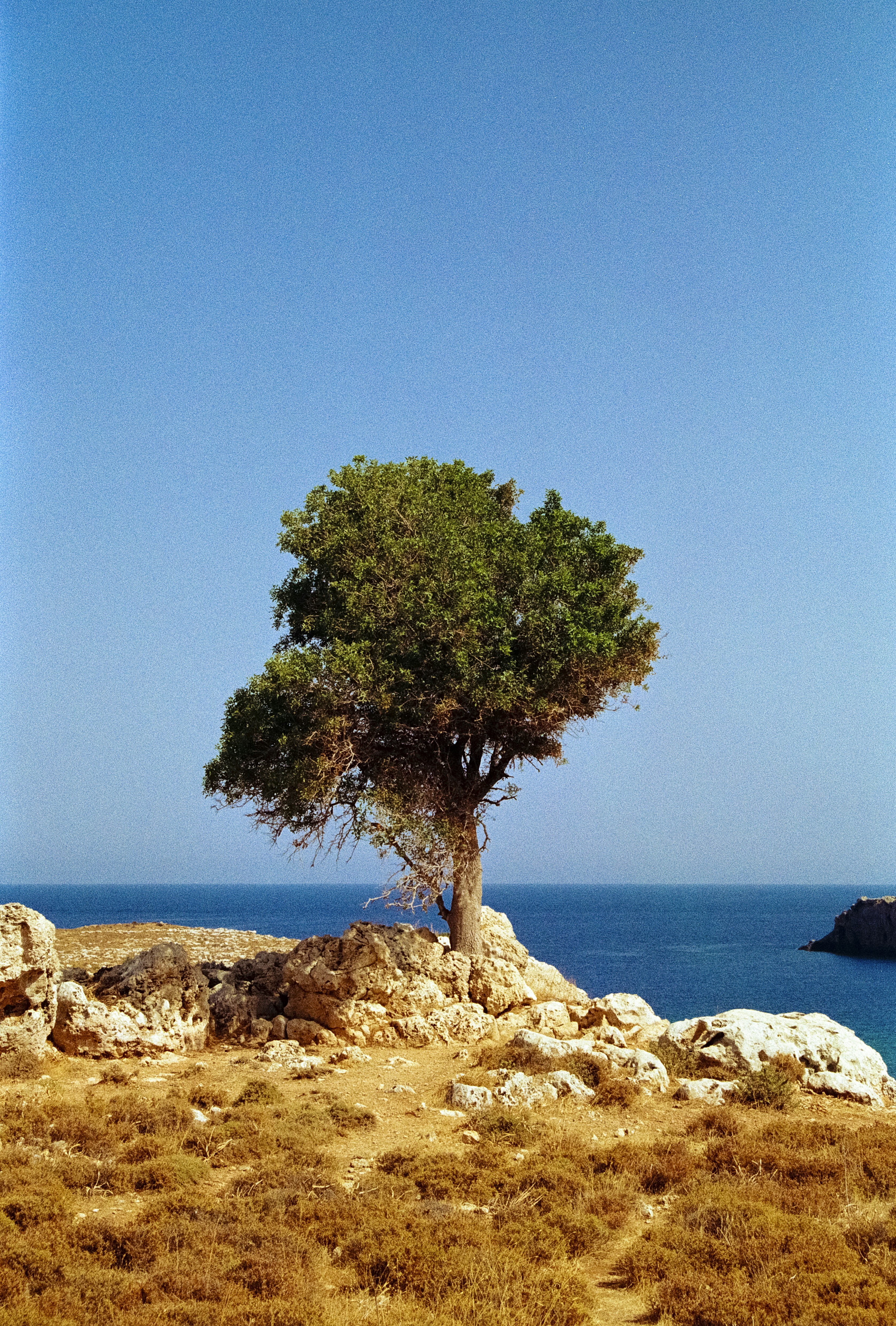 A lone tree sitting on top of a rocky hill
