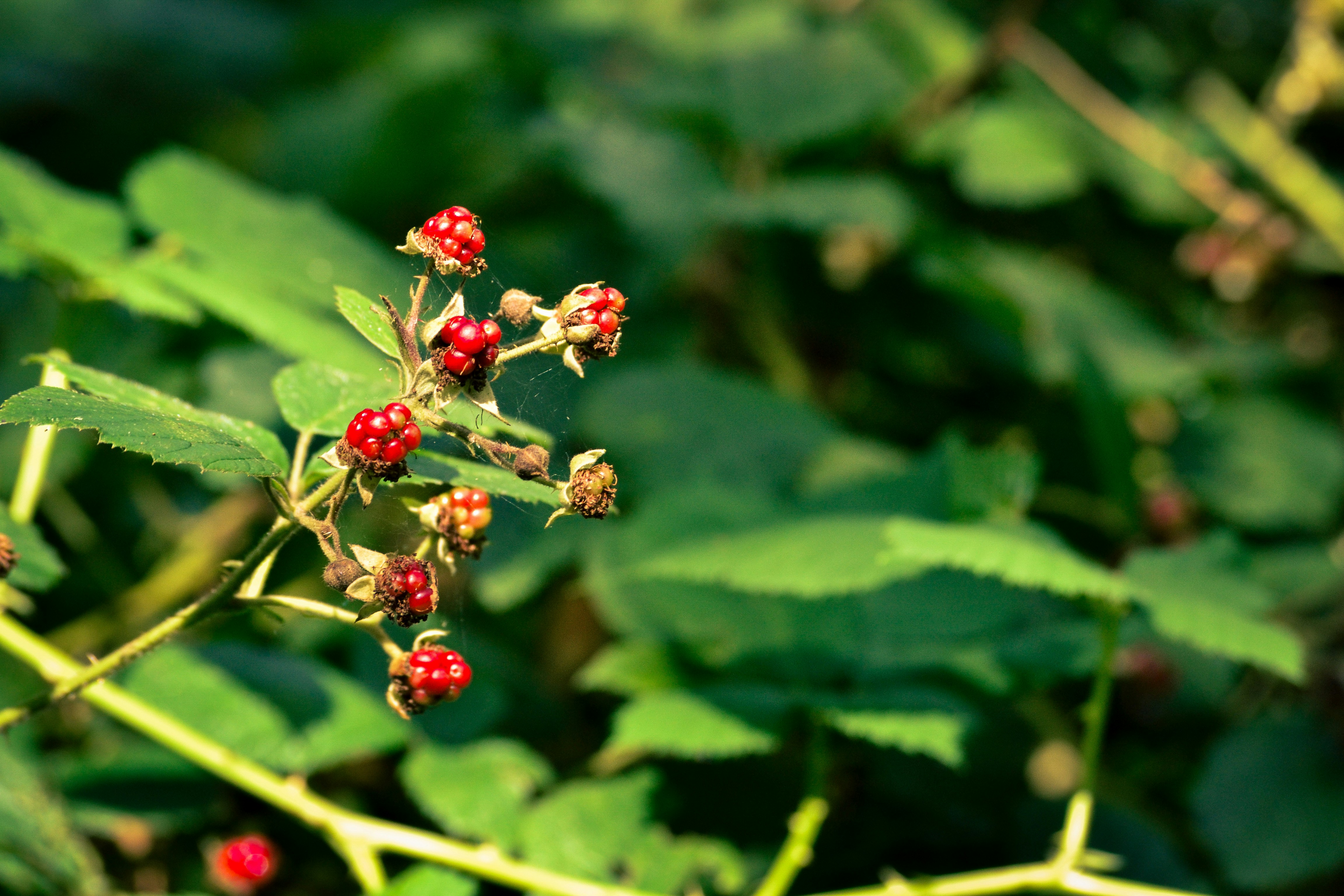 Photo by kaviz_photographic