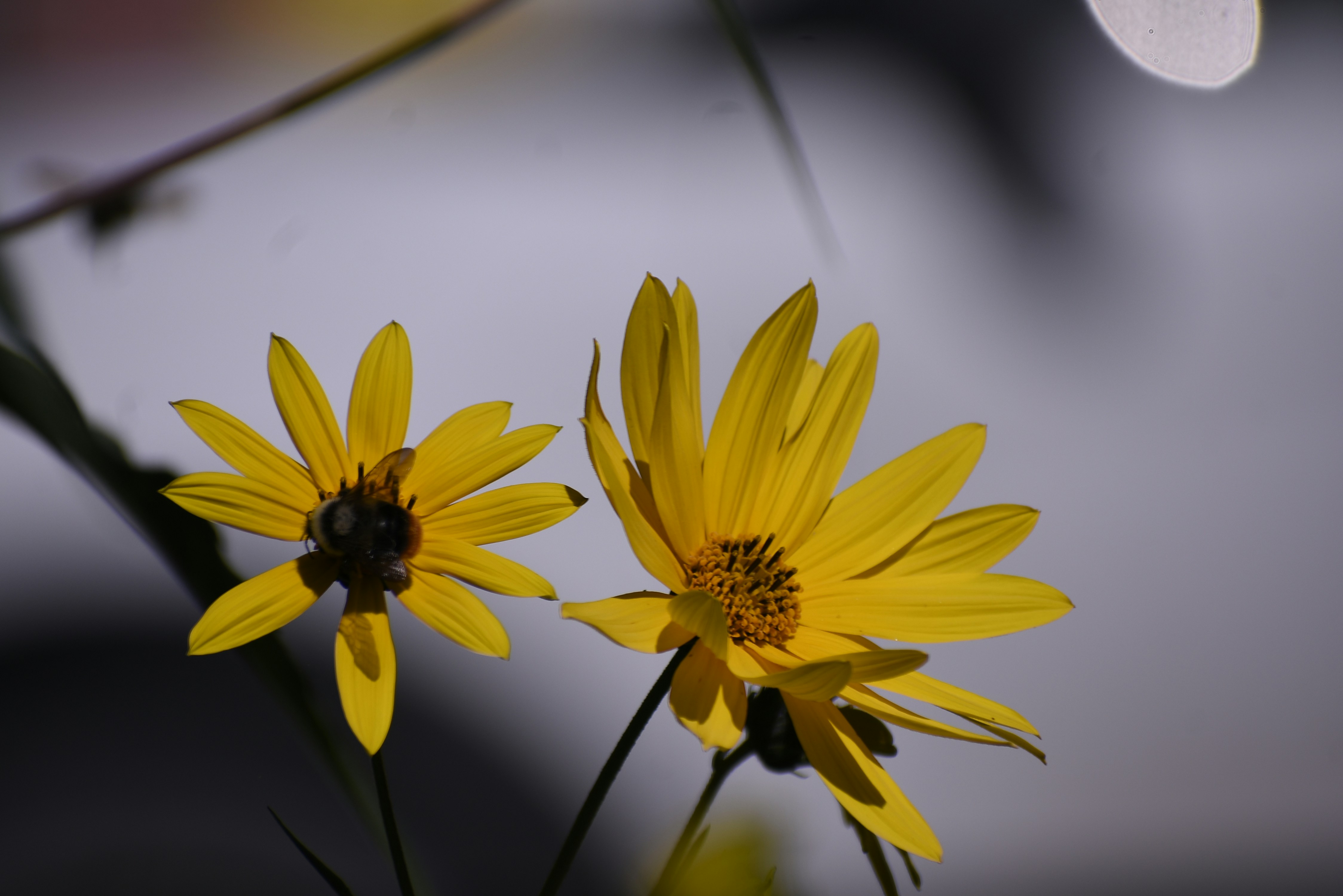 A couple of yellow flowers sitting next to each other