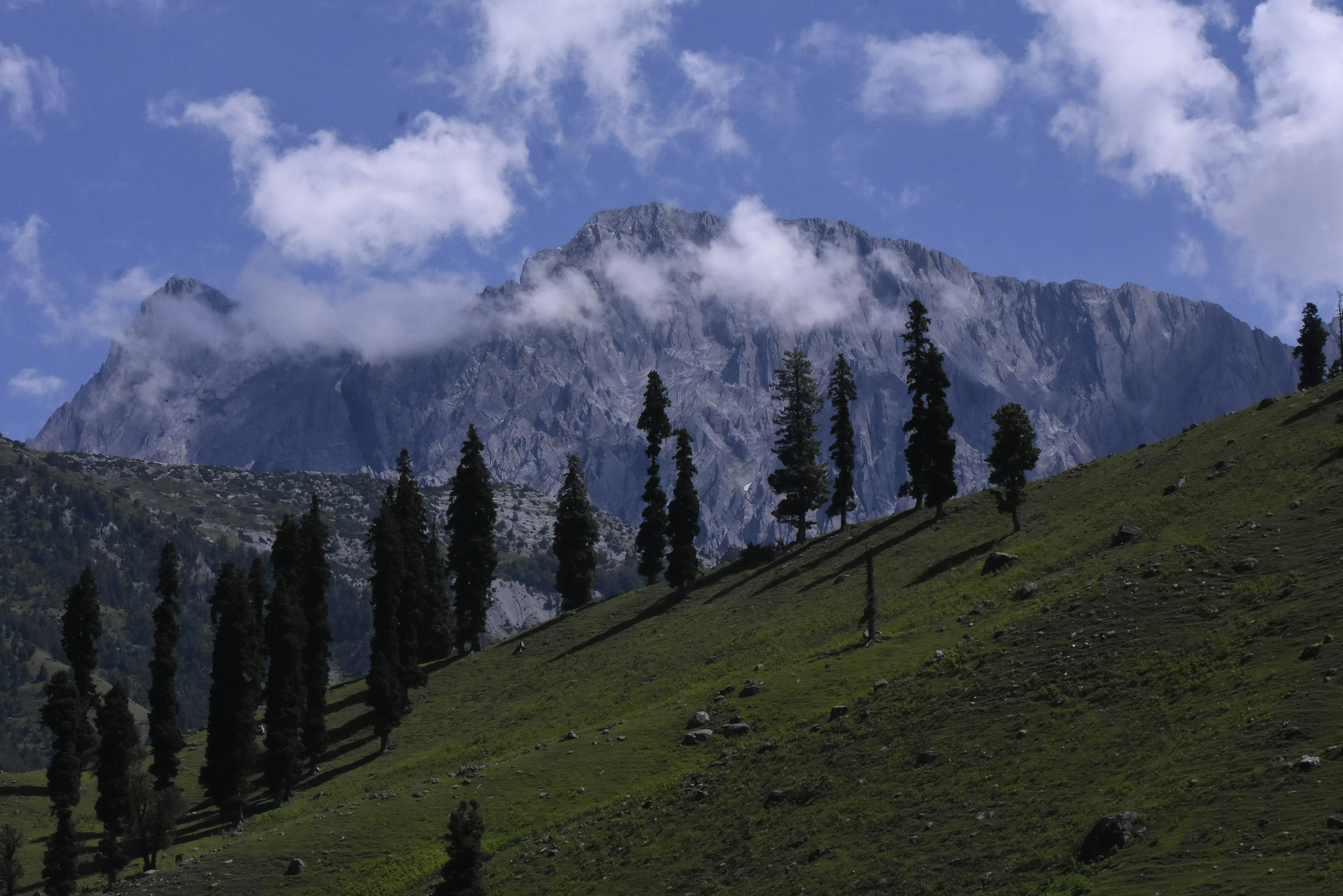 A grassy hill with trees and a mountain in the background