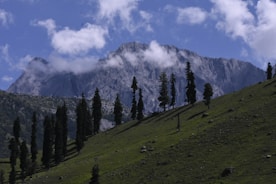 A grassy hill with trees and a mountain in the background