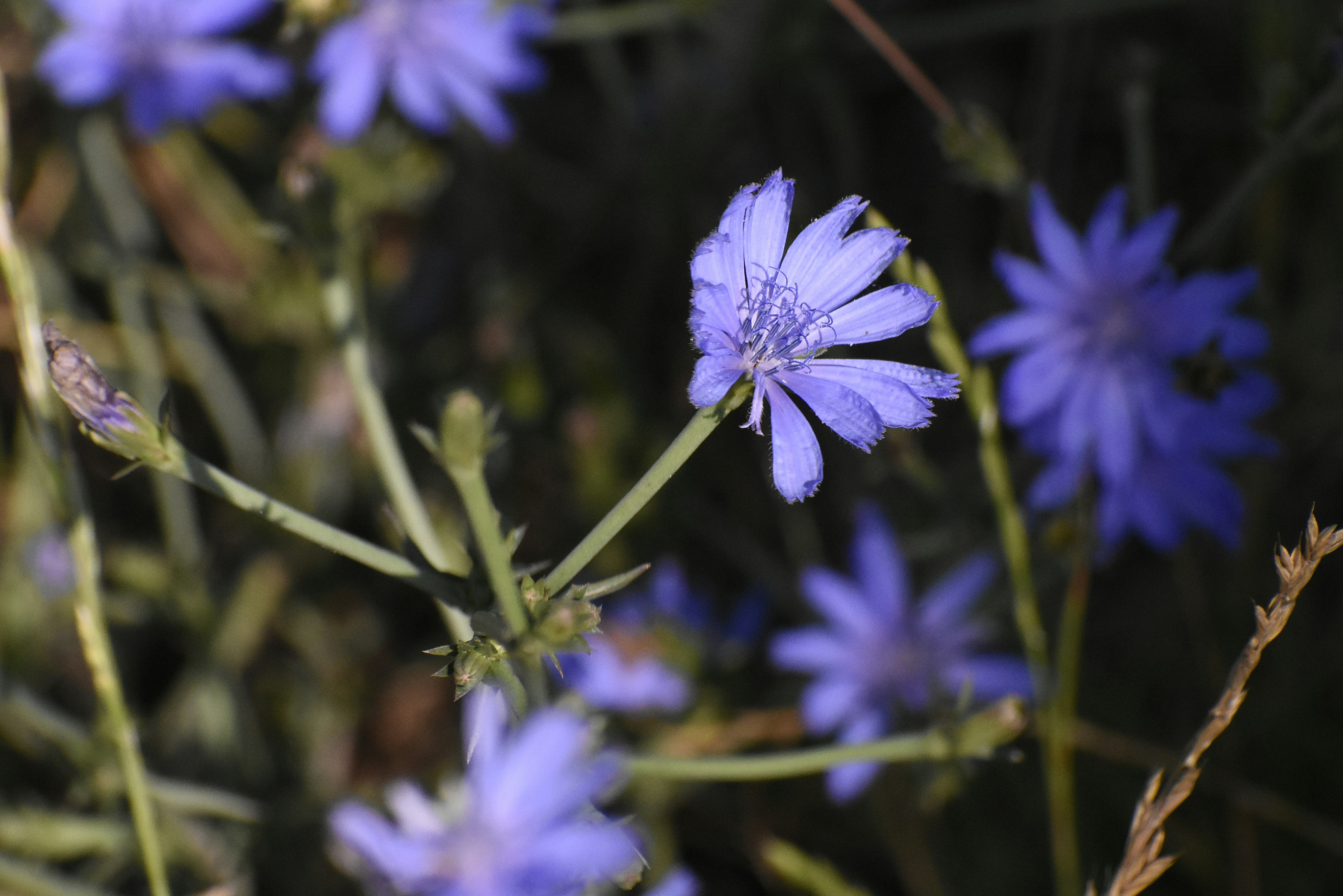 A close up of a bunch of blue flowers