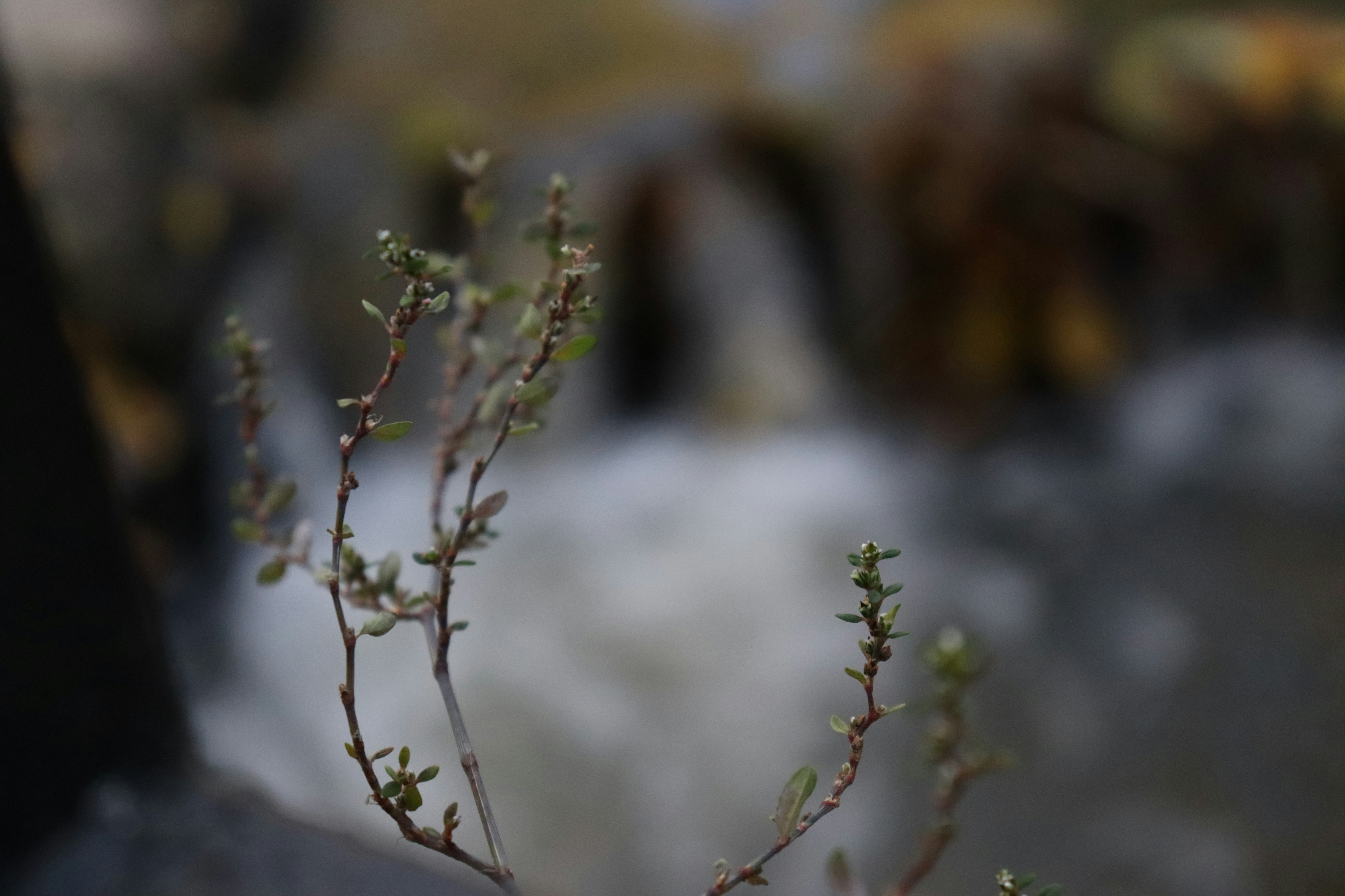 Photo by bored_mongoose