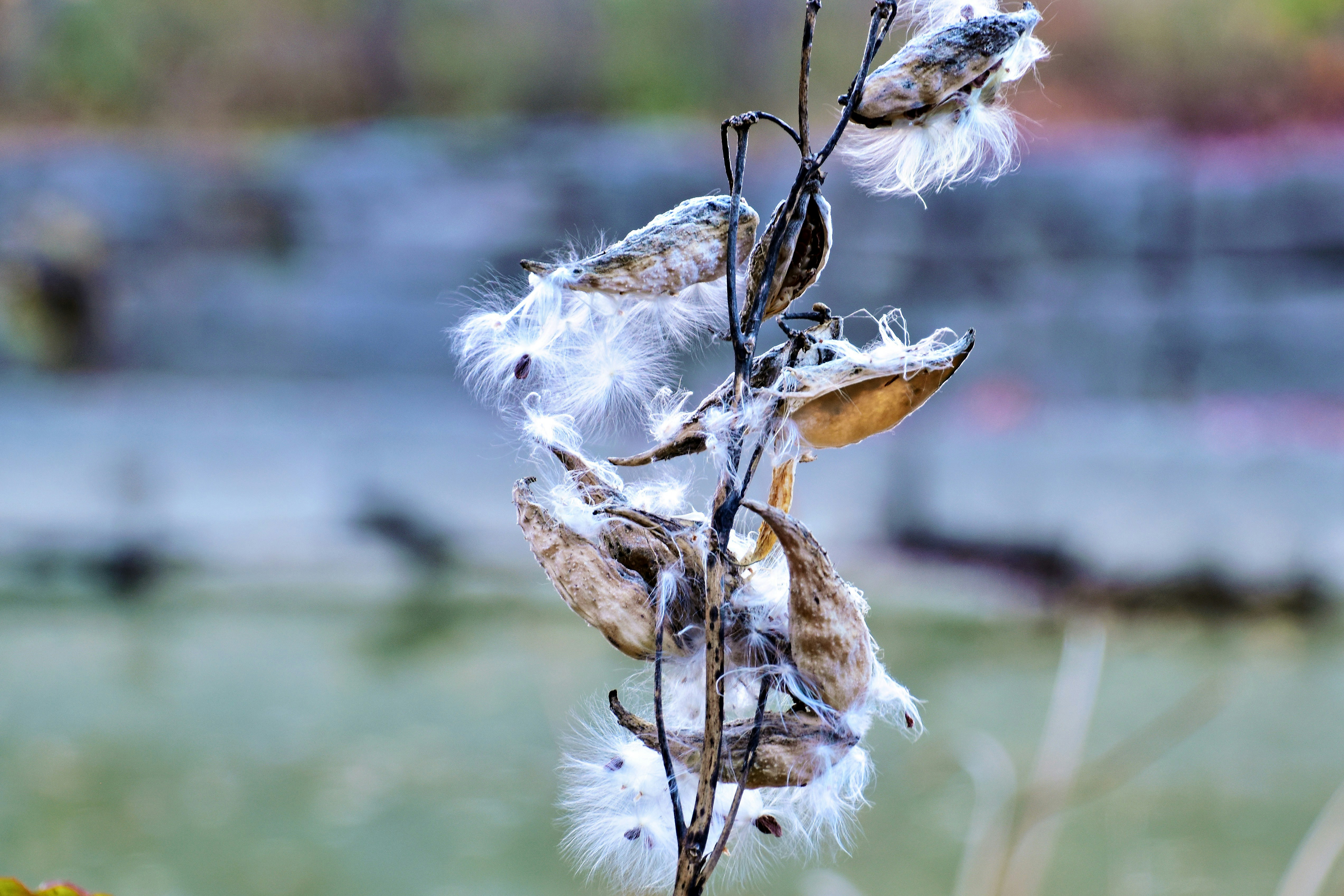 A close up of a flower with a blurry background
