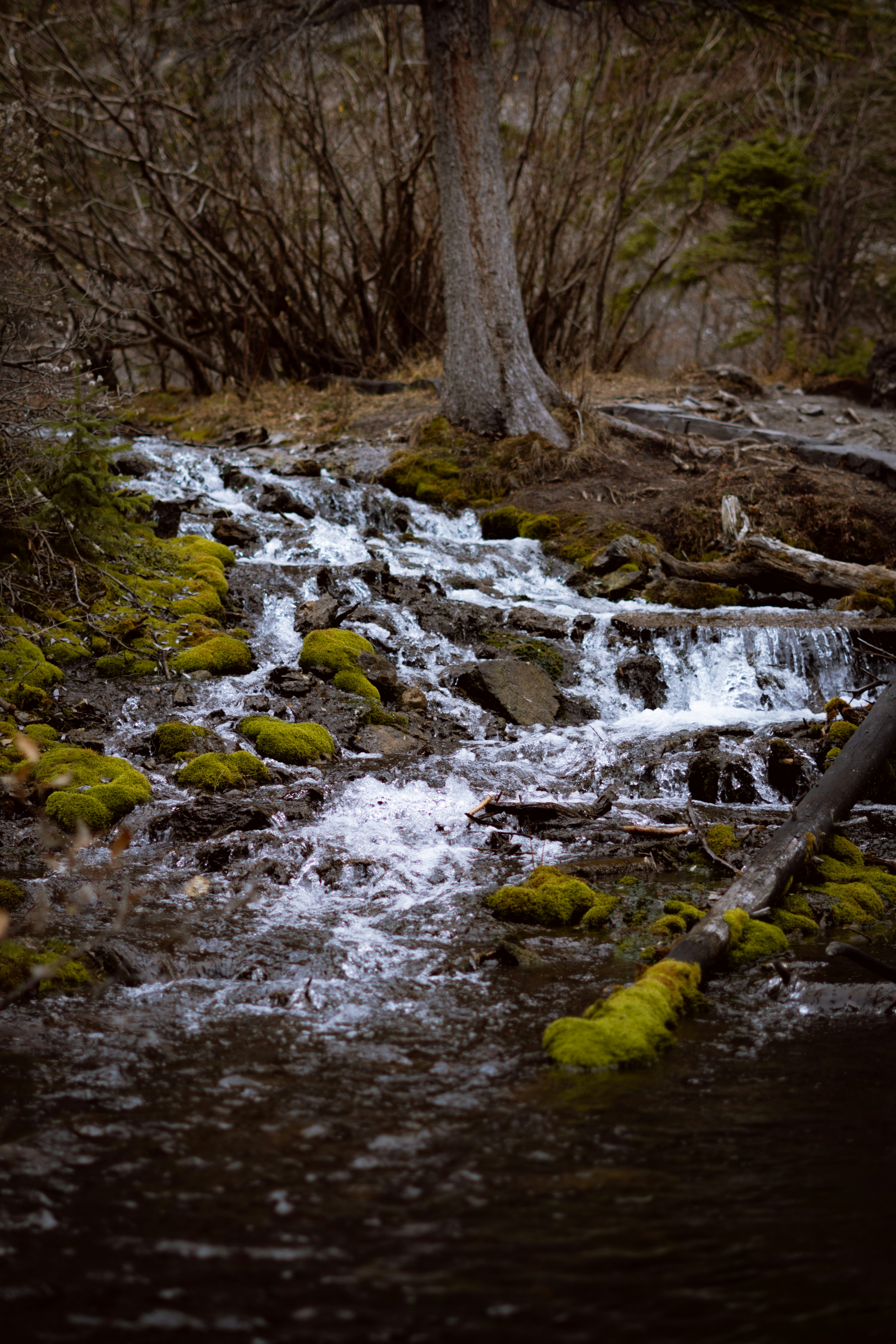 A stream running through a forest filled with trees