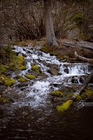 A stream running through a forest filled with trees