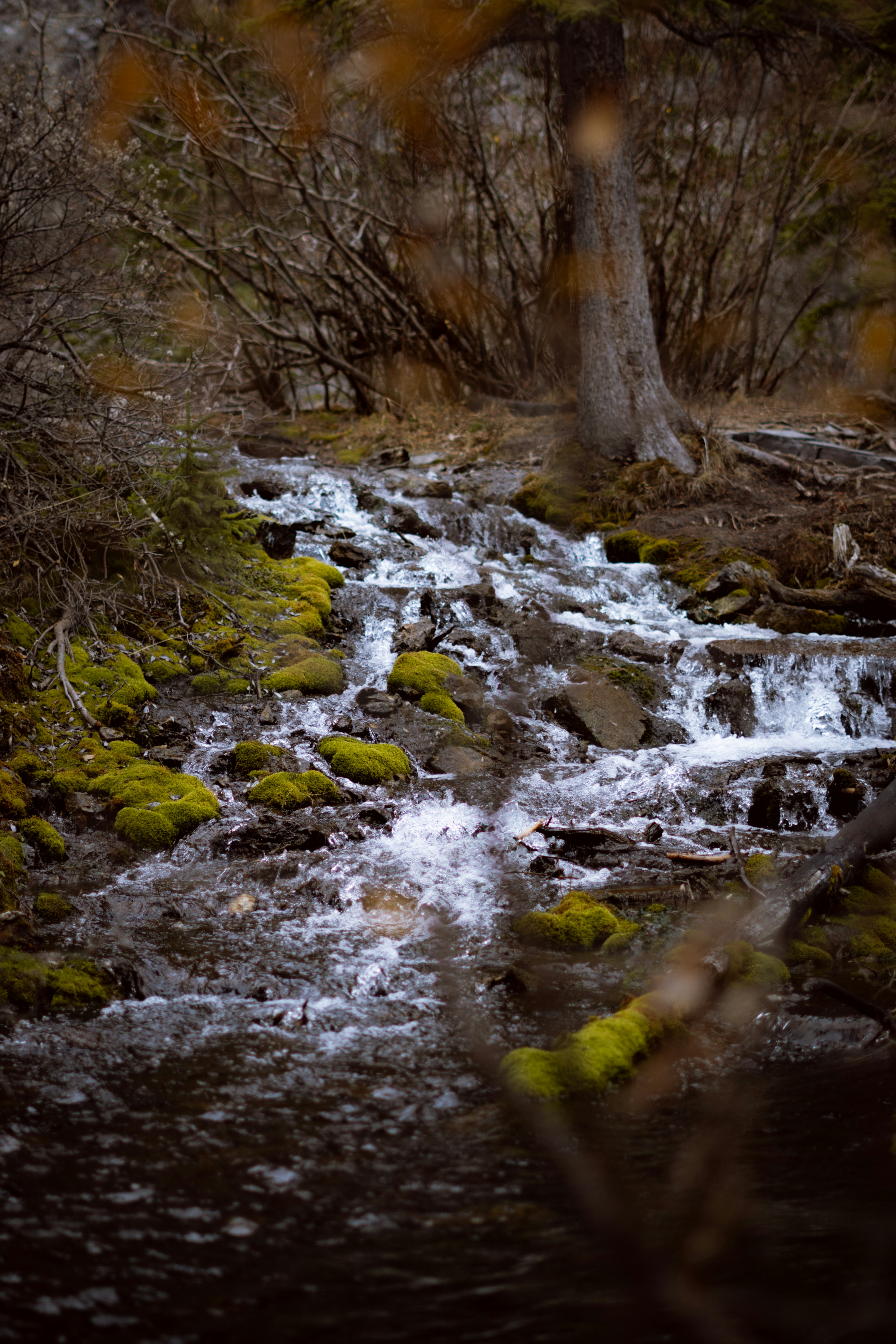 A stream running through a forest filled with trees