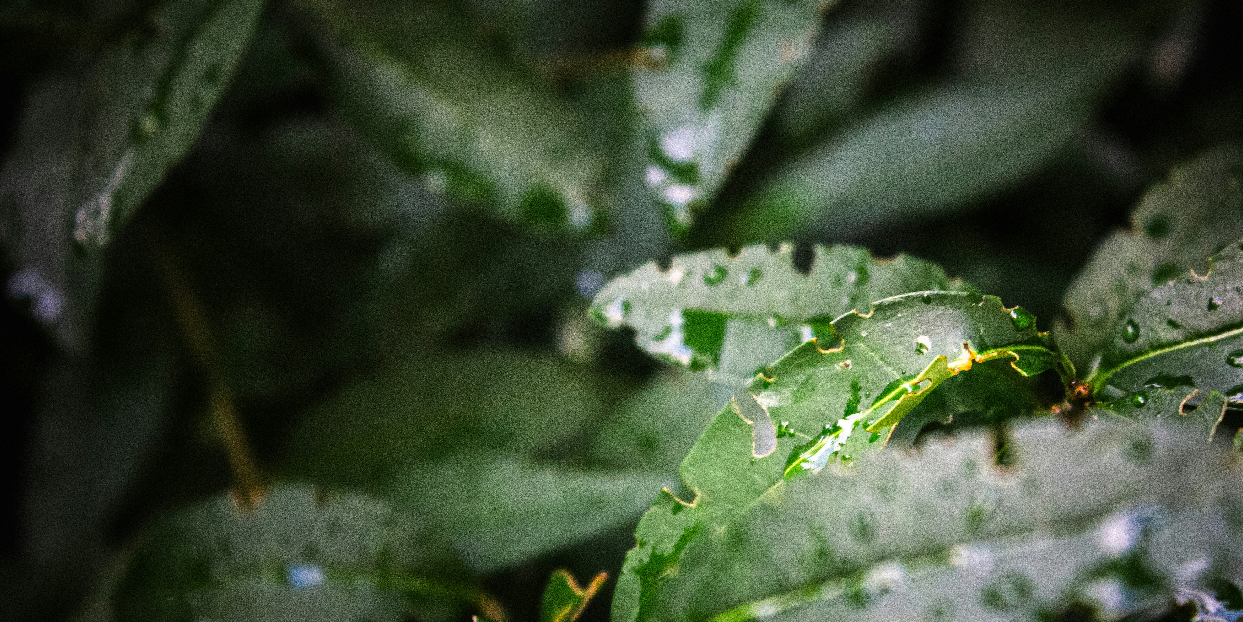 Water droplets on leaf