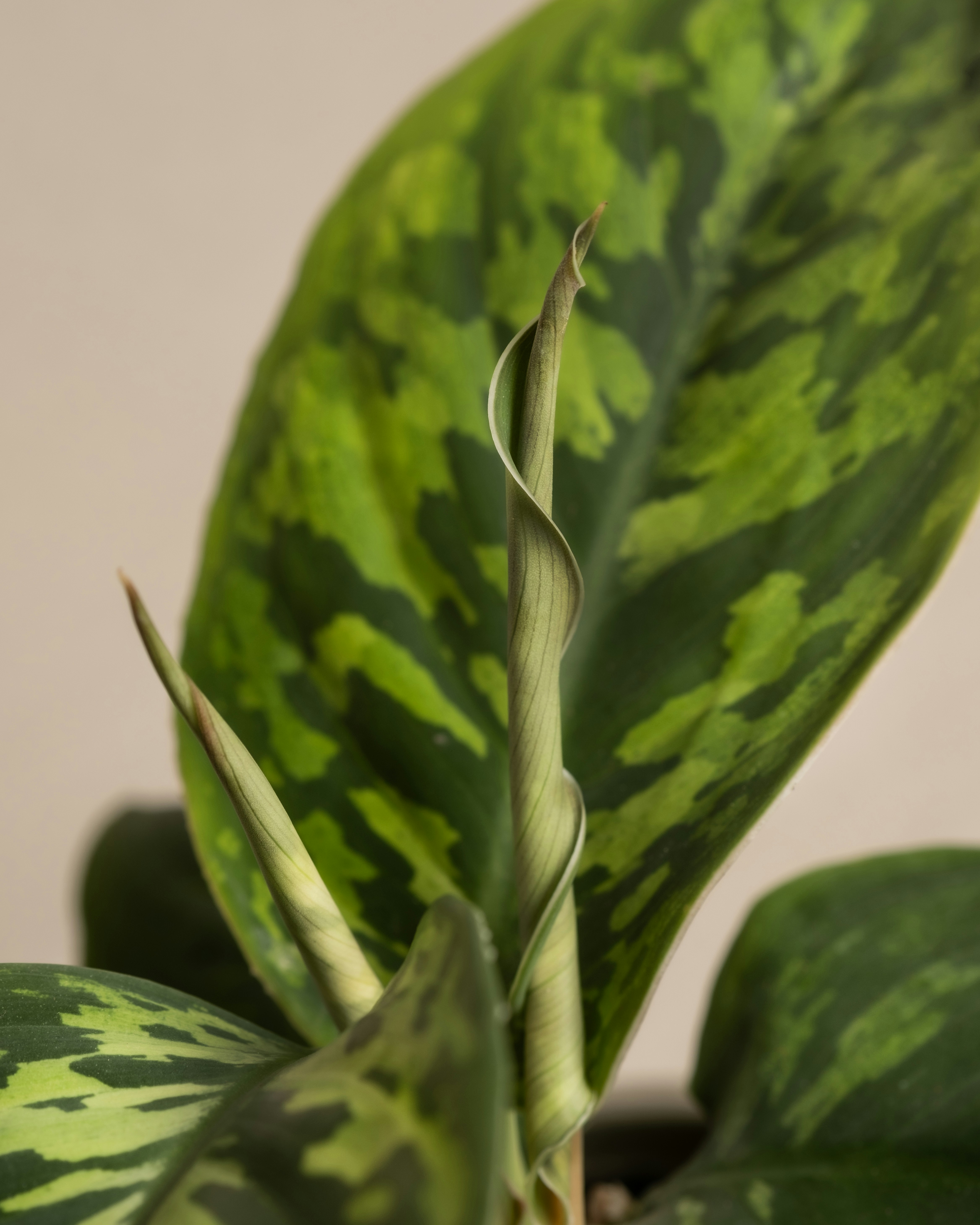 Photo by feeypflanzen