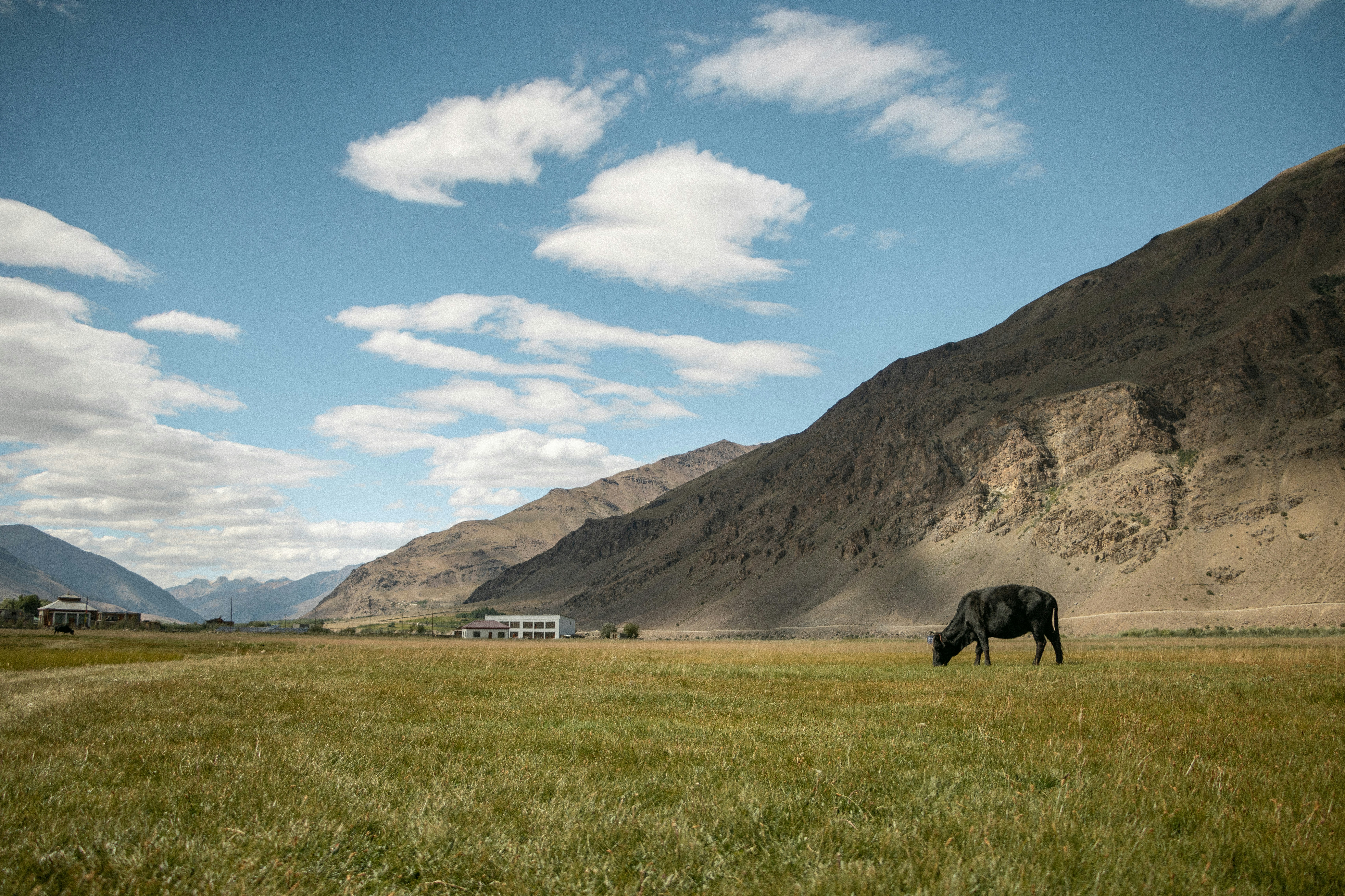 A black horse grazing in a field with mountains in the background