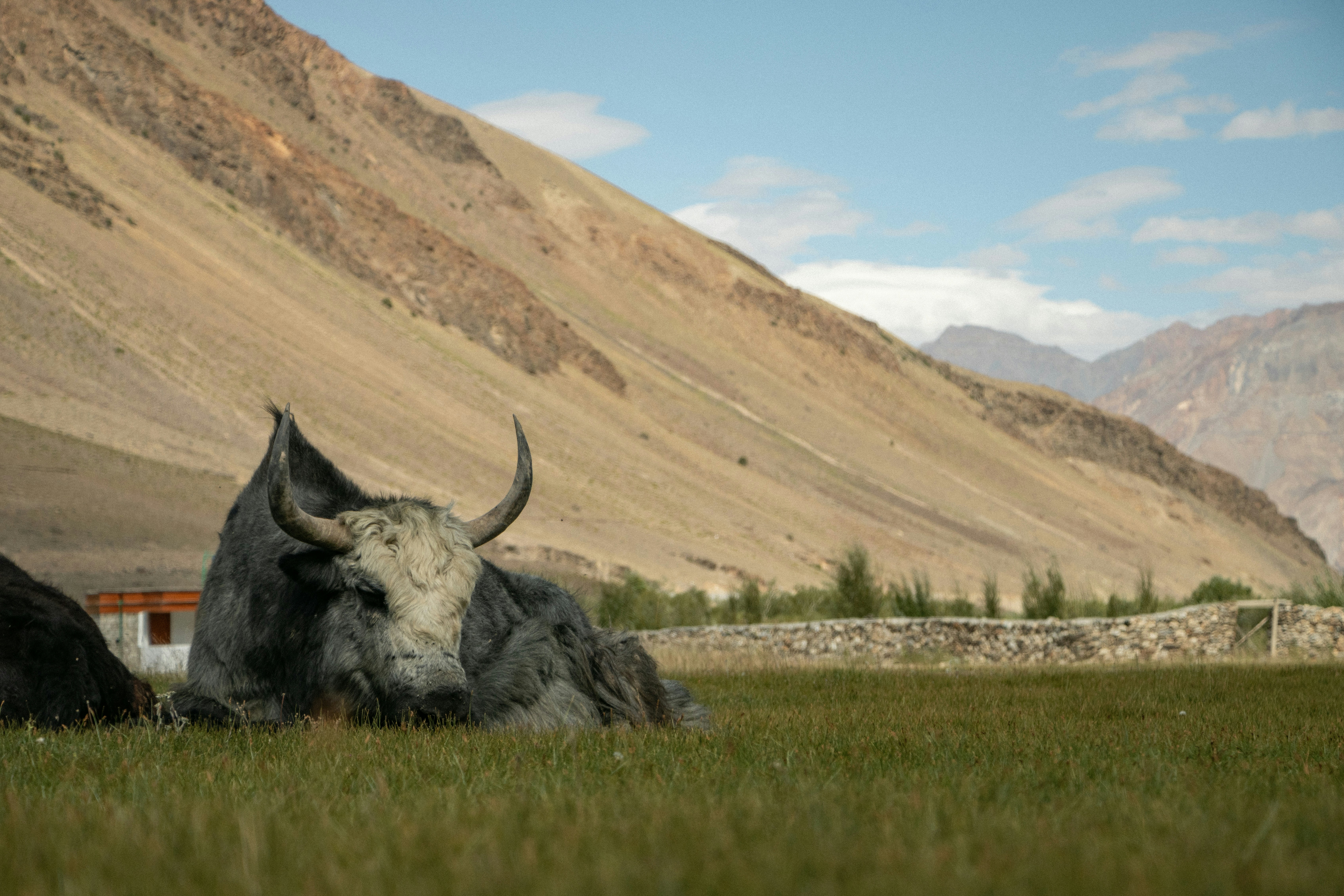 A couple of animals that are laying in the grass