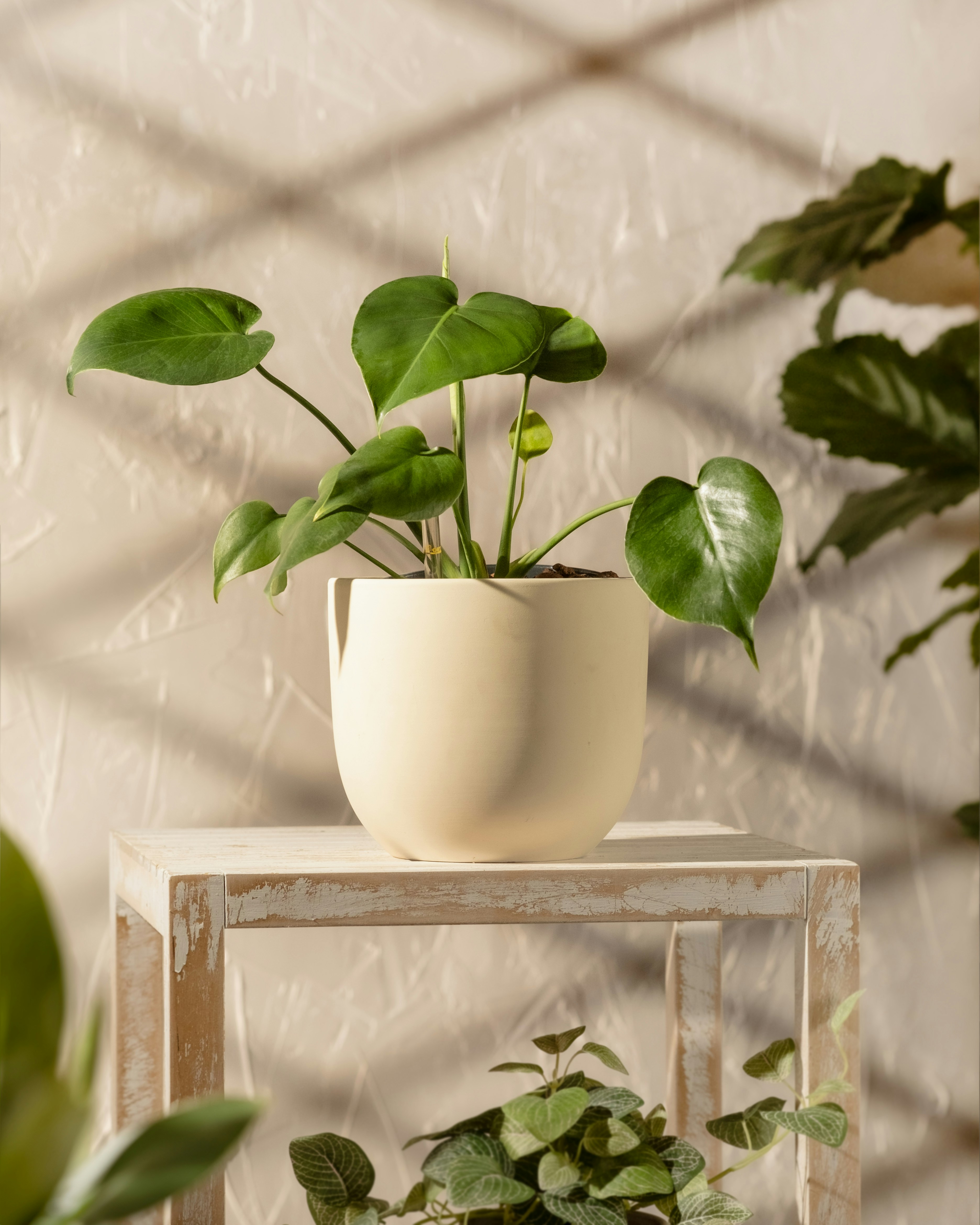 Photo by feeypflanzen