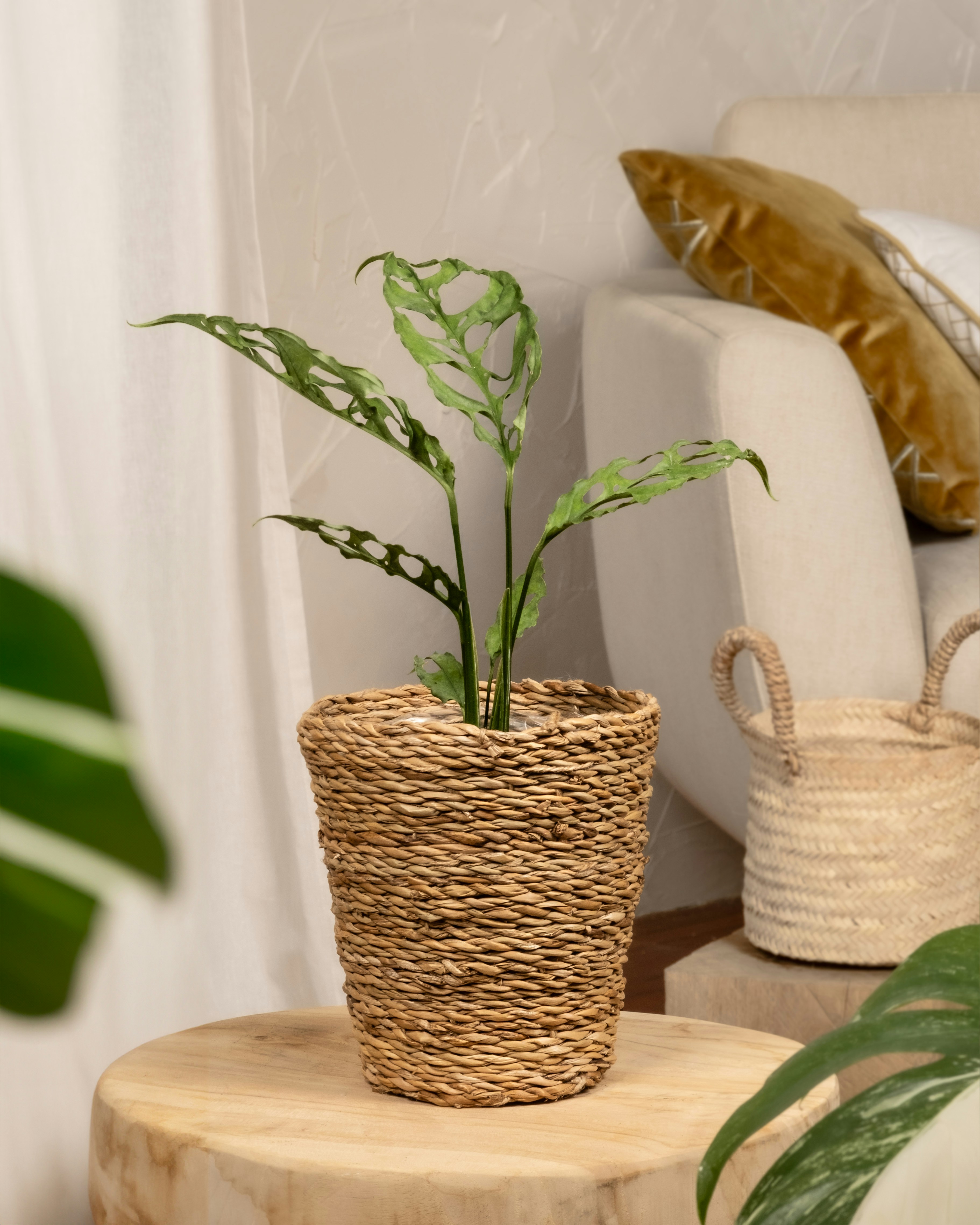 Photo by feeypflanzen