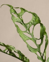 A close up of a plant with green leaves