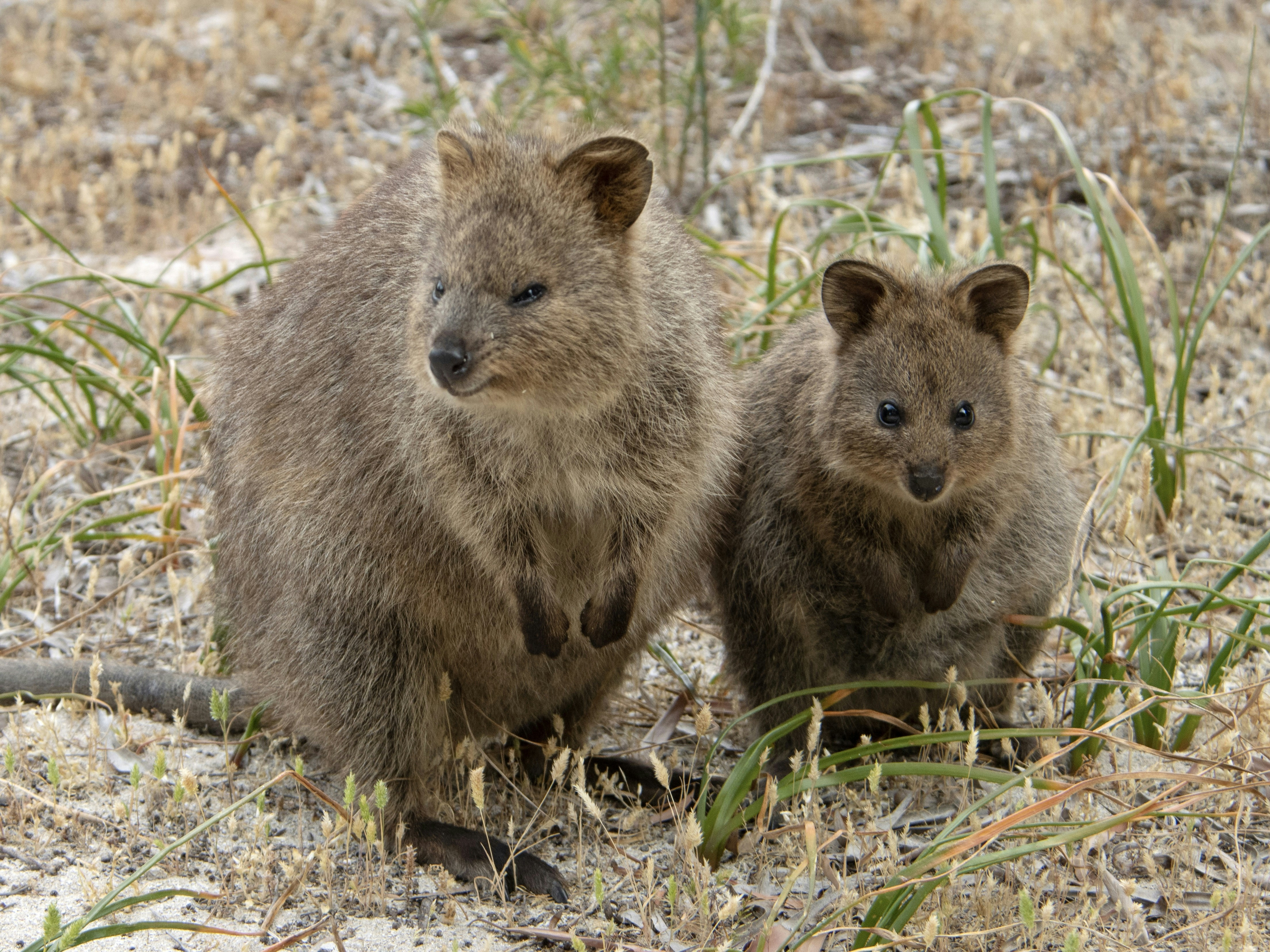 A couple of animals that are standing in the grass