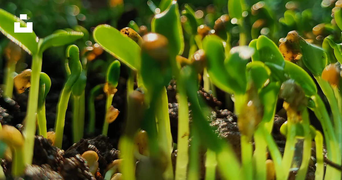 Plant Rising Up A close up of a group of plants growing out of the ground photo – Free ...