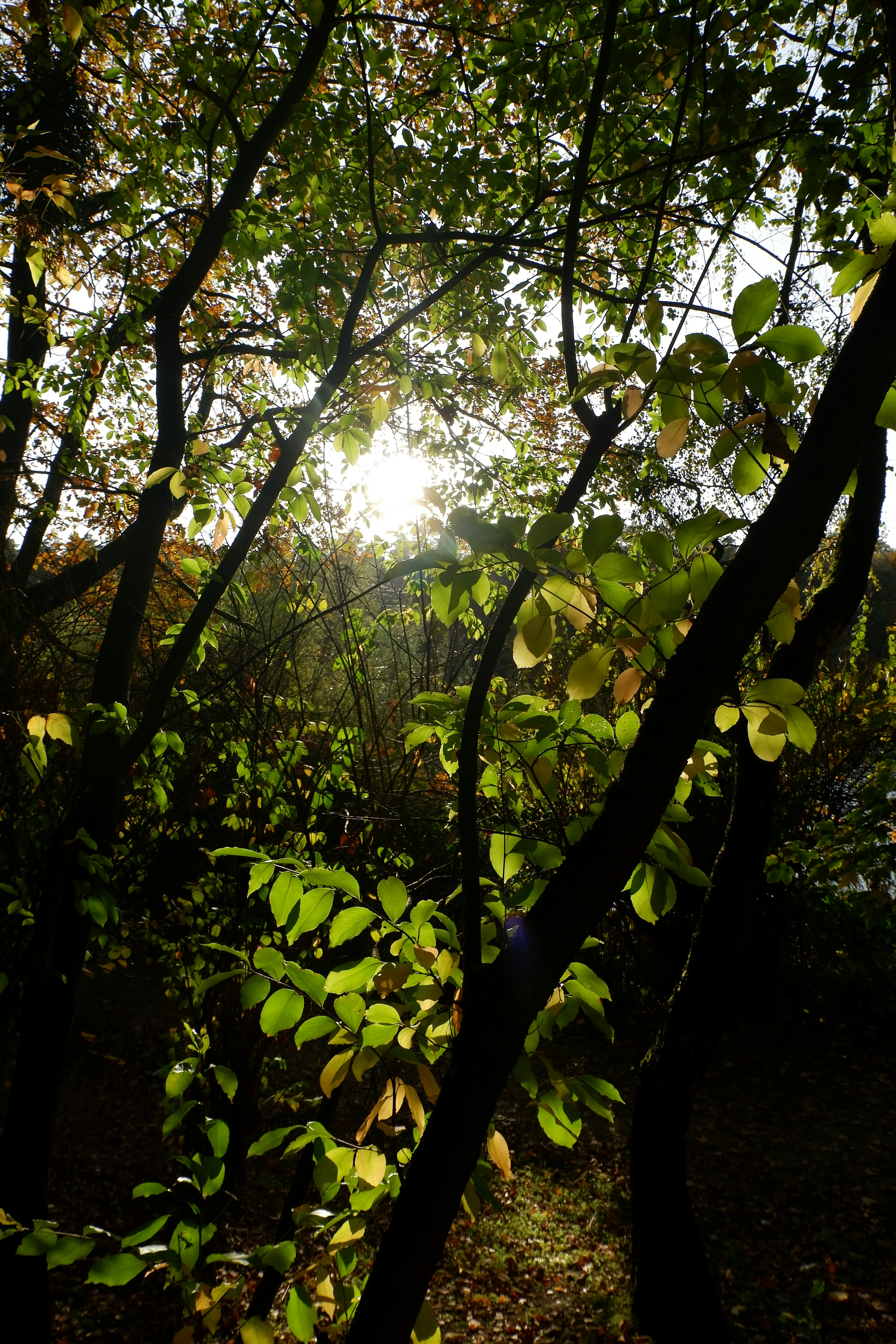 Photo by dariog2