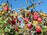 A tree filled with lots of red apples