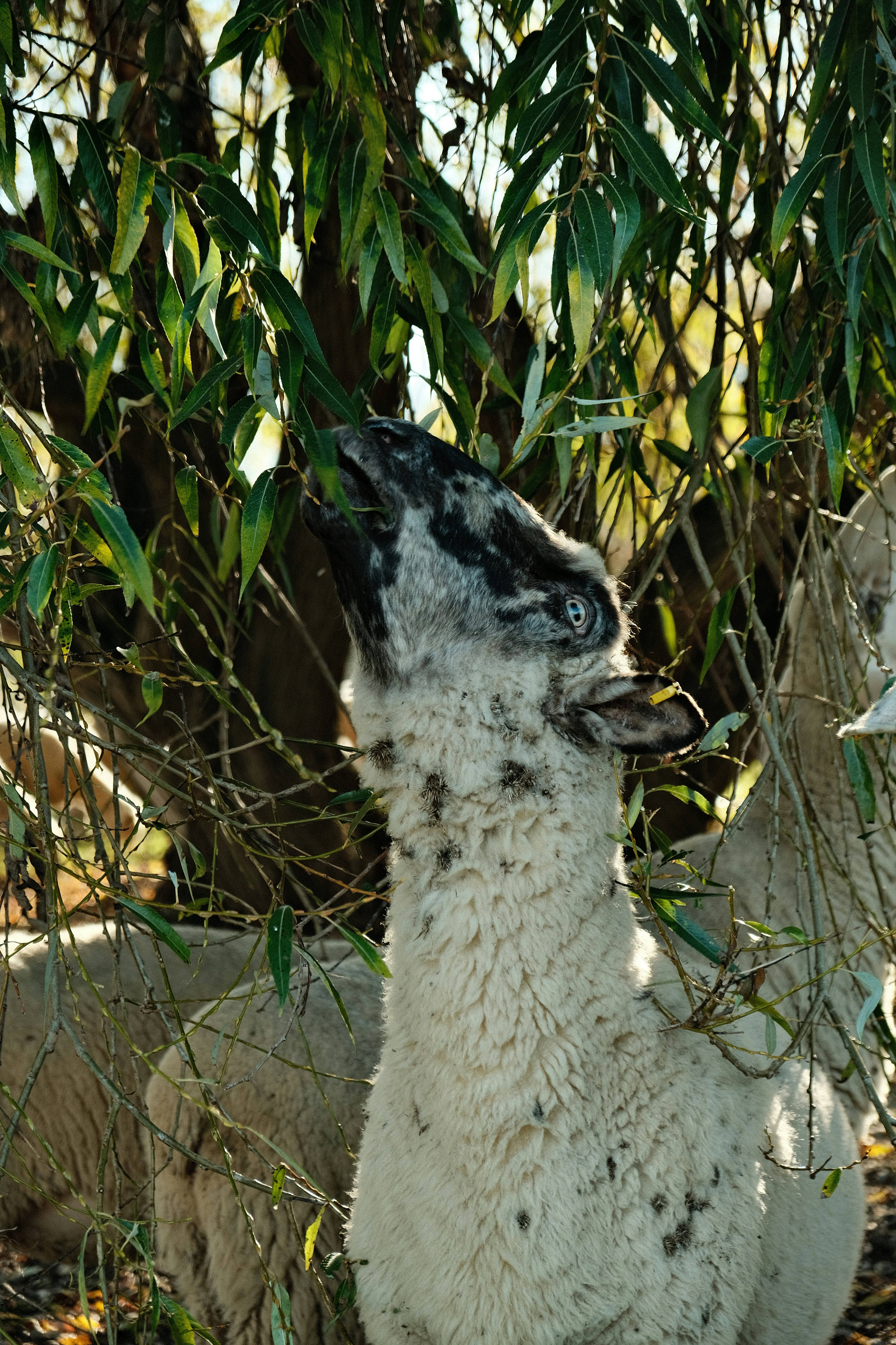 A white sheep standing next to a tree filled with leaves