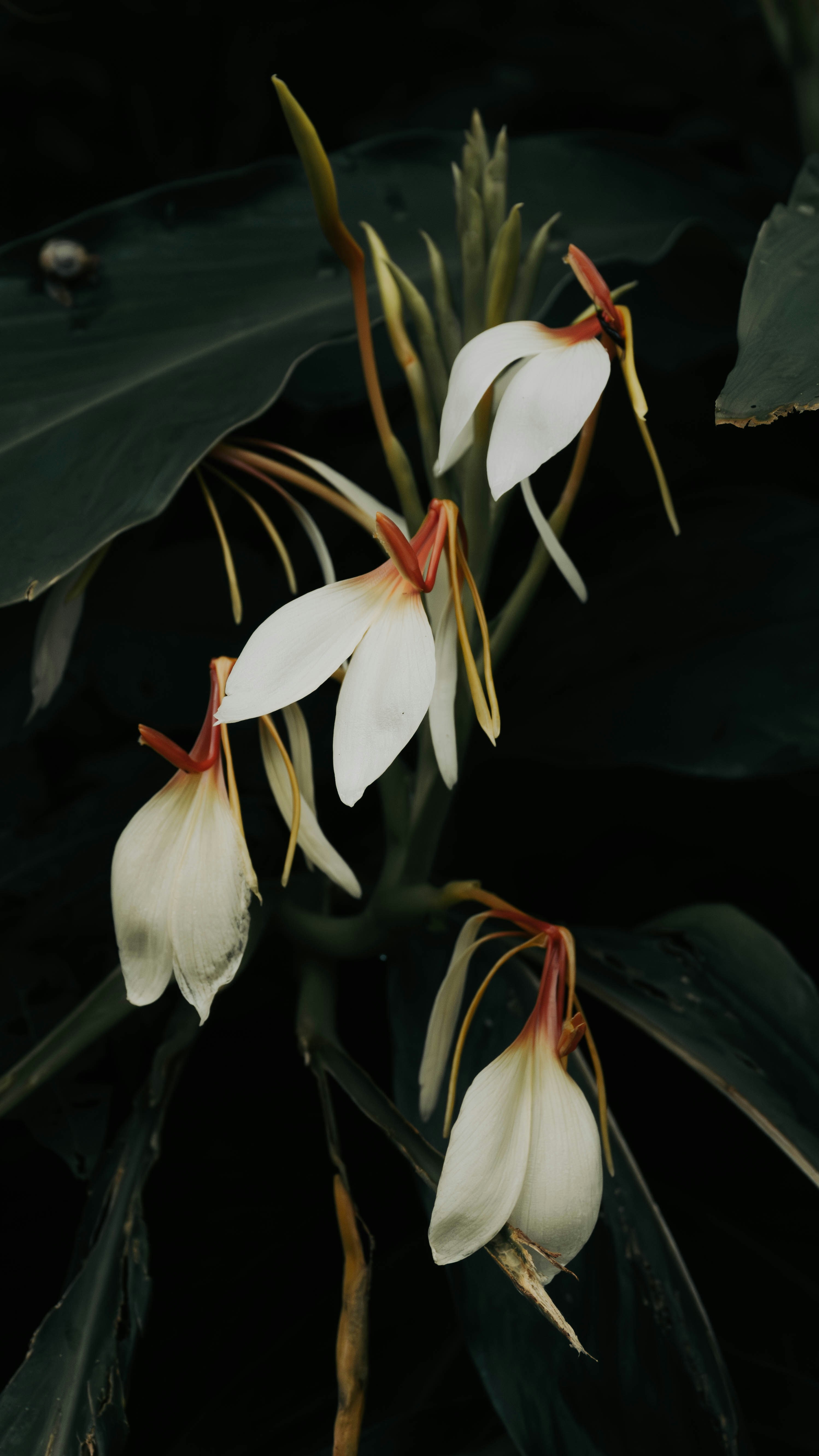 A close up of a plant with white flowers