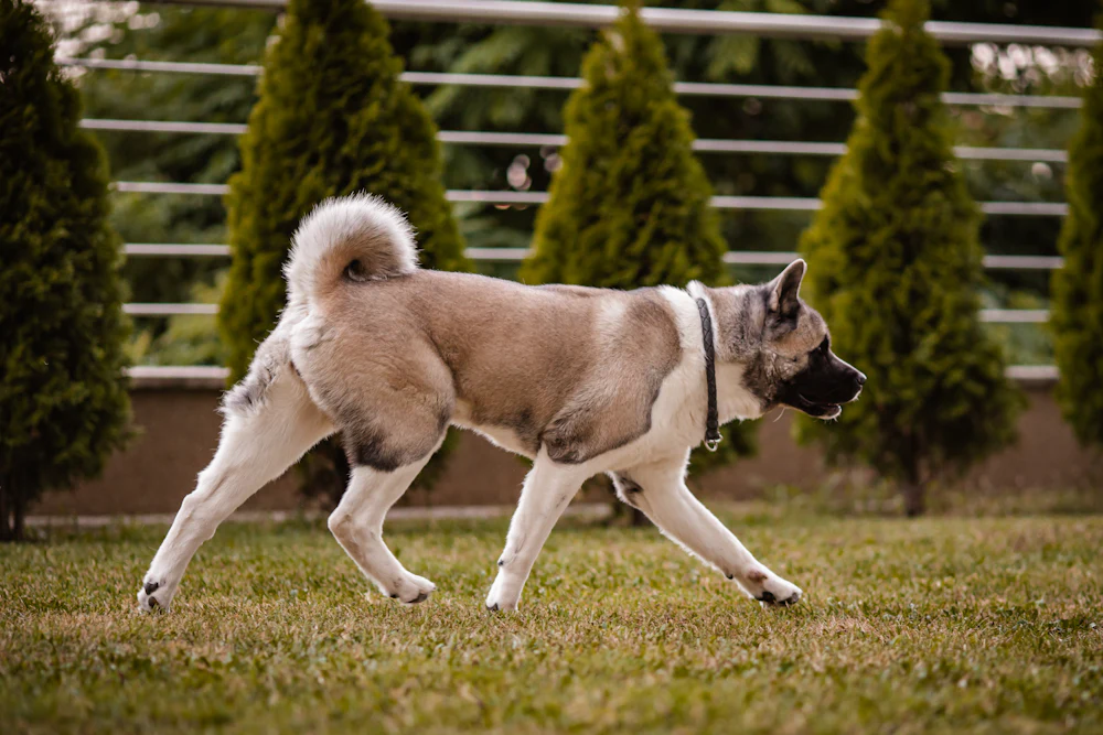 American Akita, photo 1