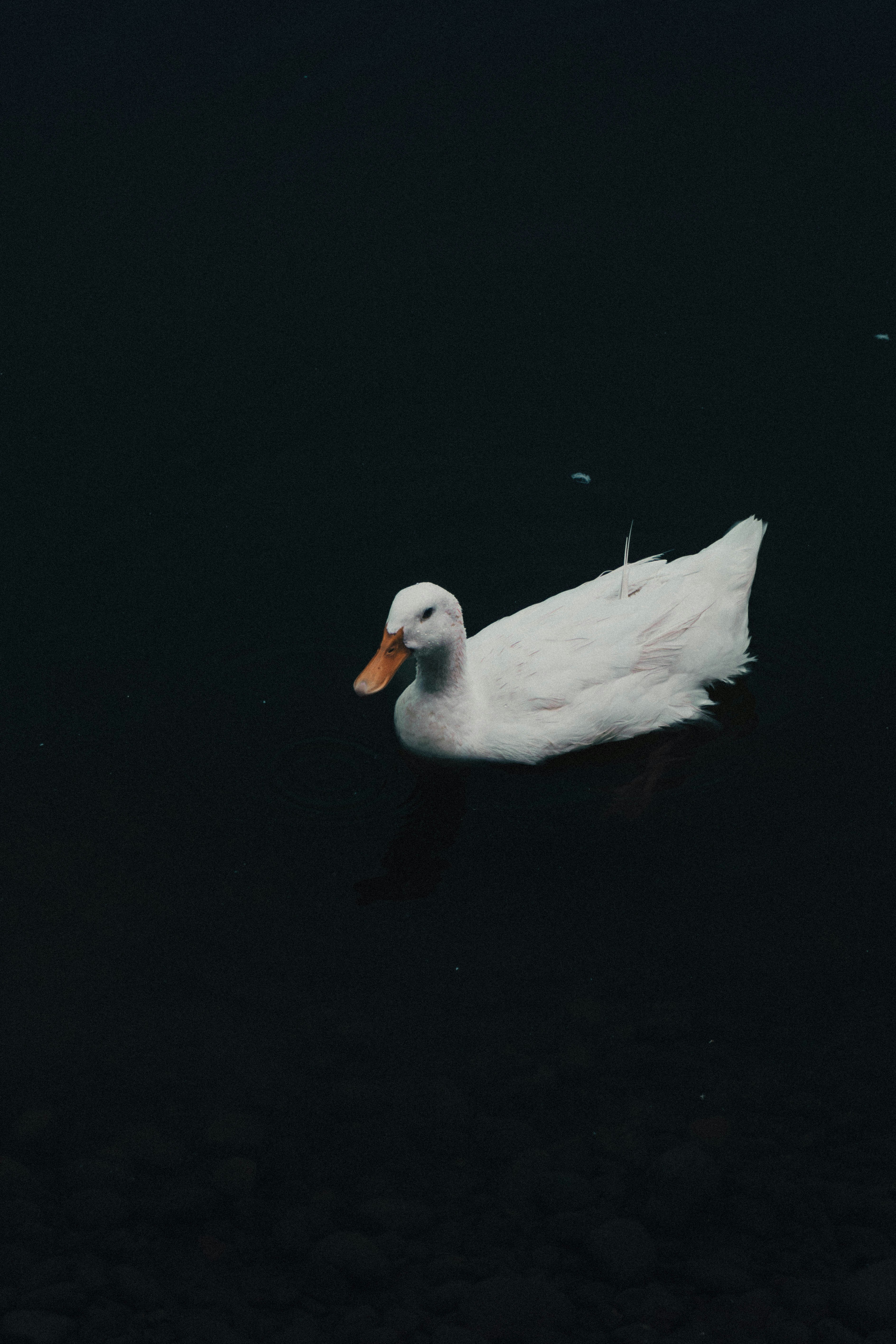 A white duck floating on top of a body of water