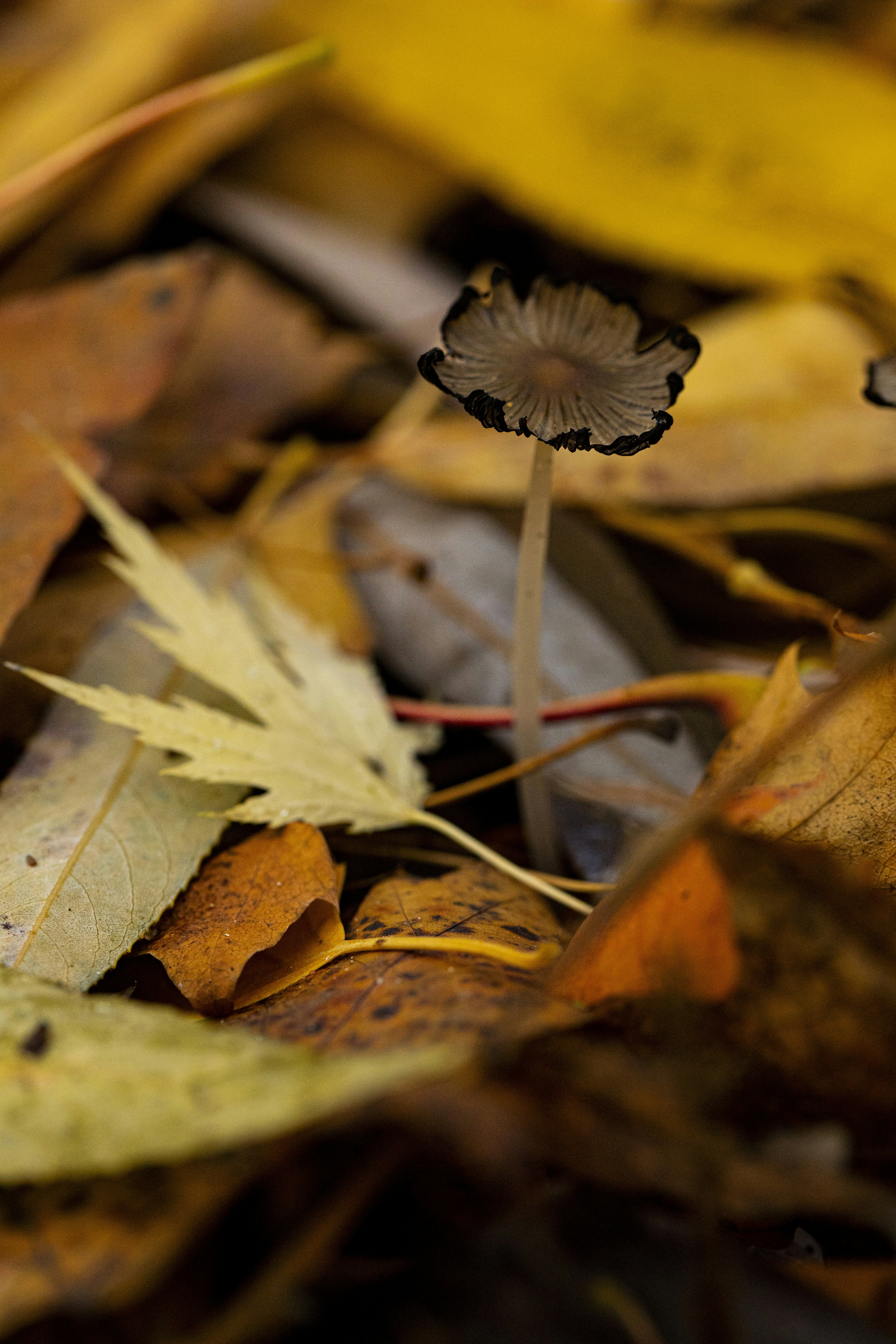 Photo by stef_enheart