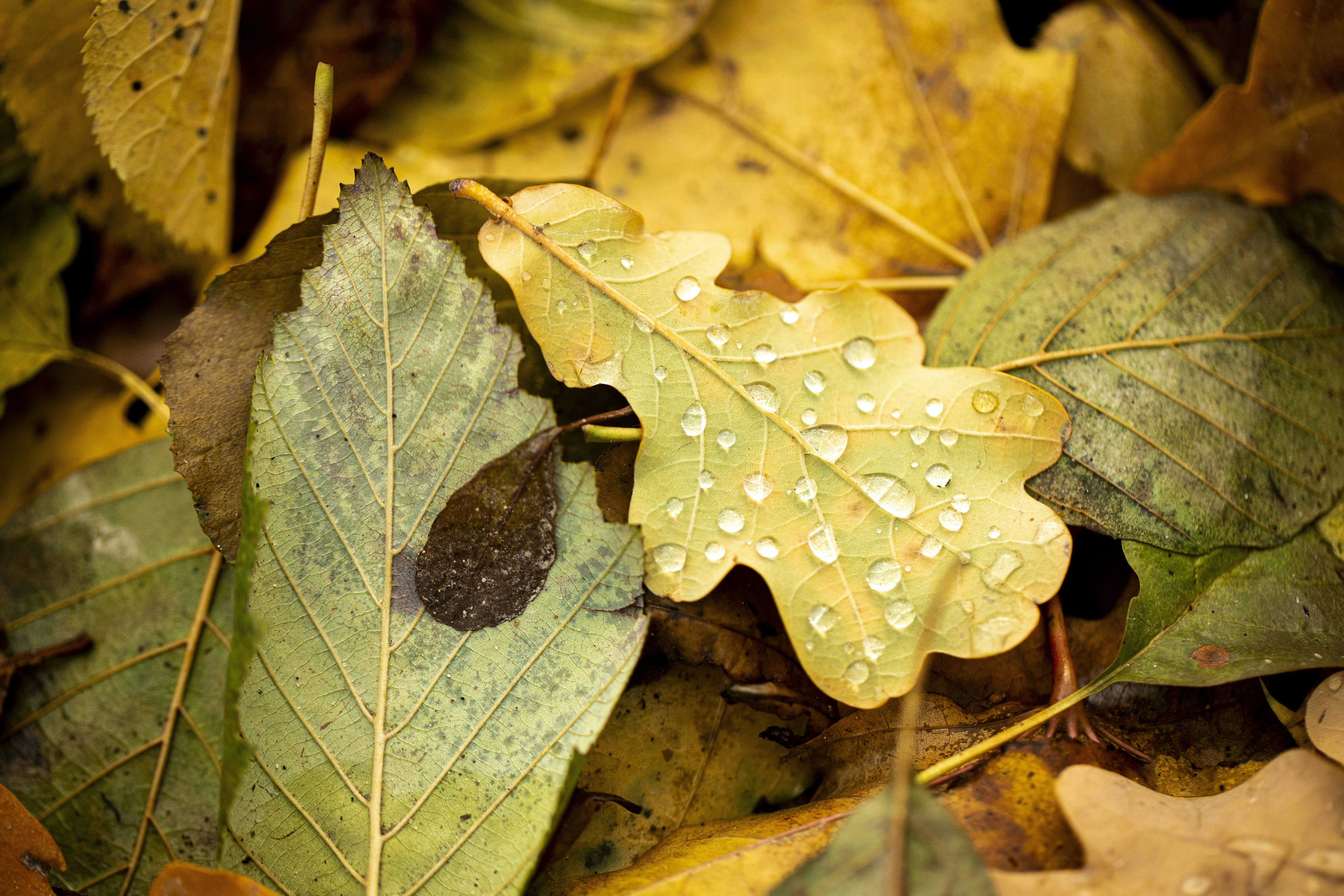 Photo by stef_enheart