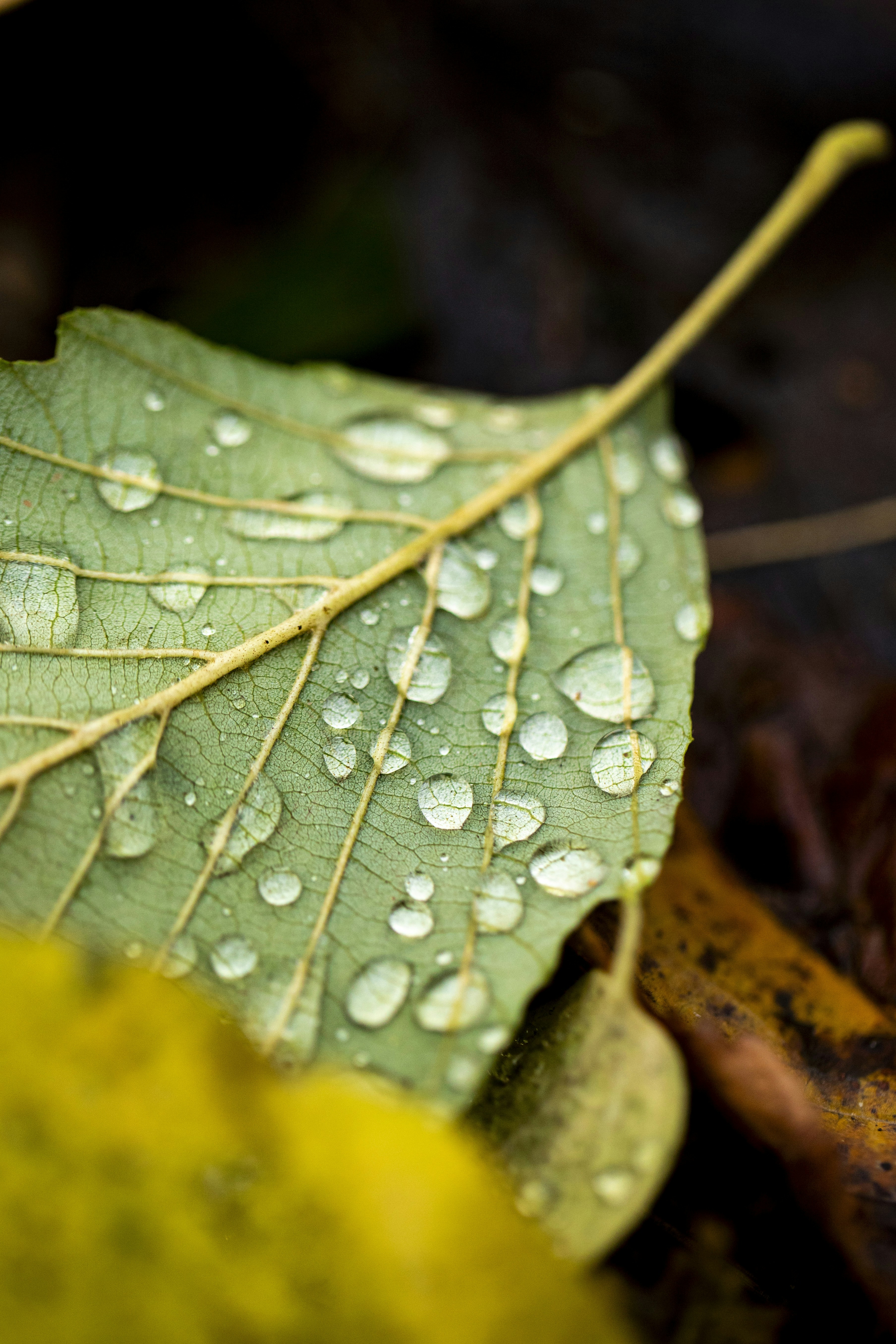 Photo by stef_enheart