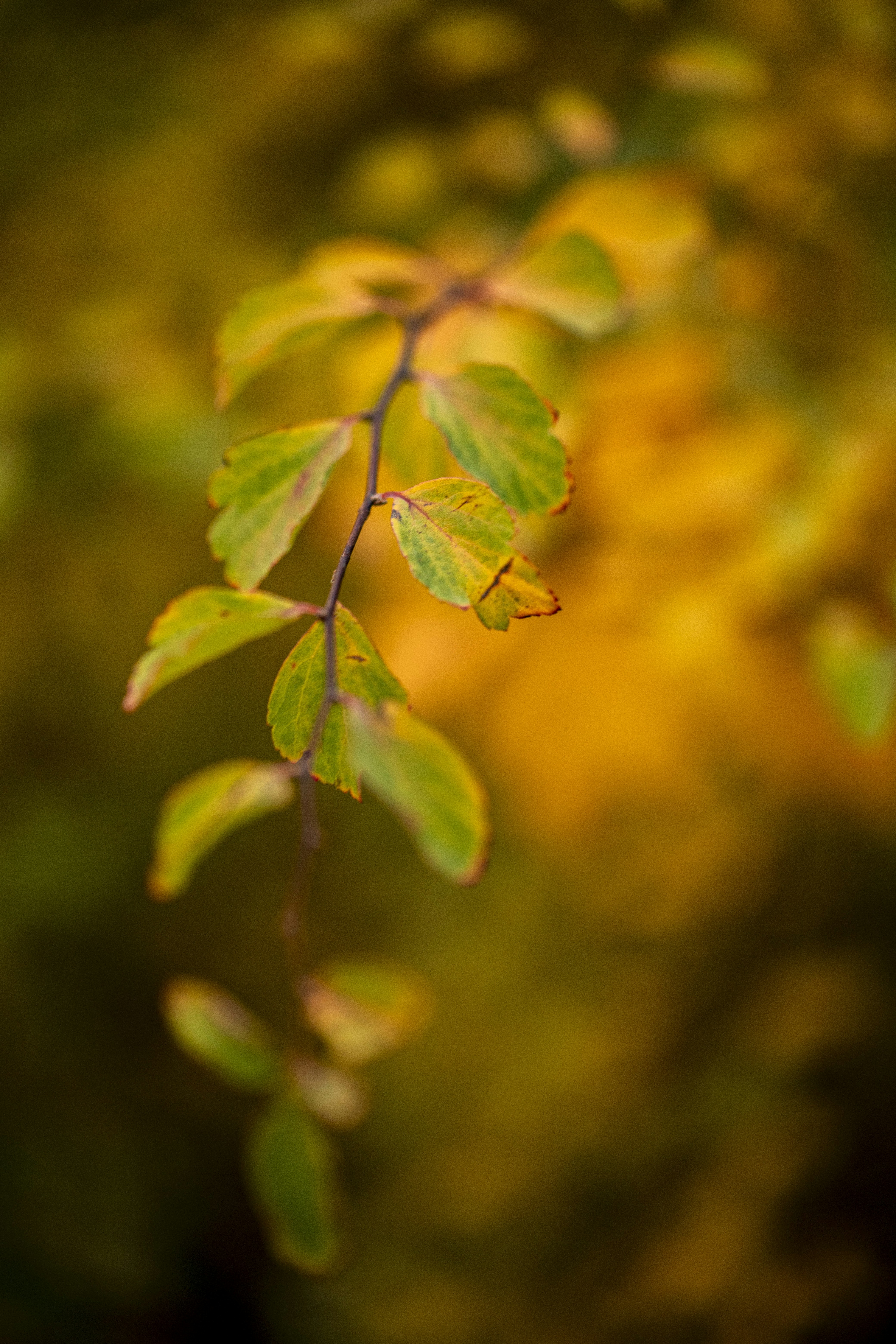 Photo by stef_enheart