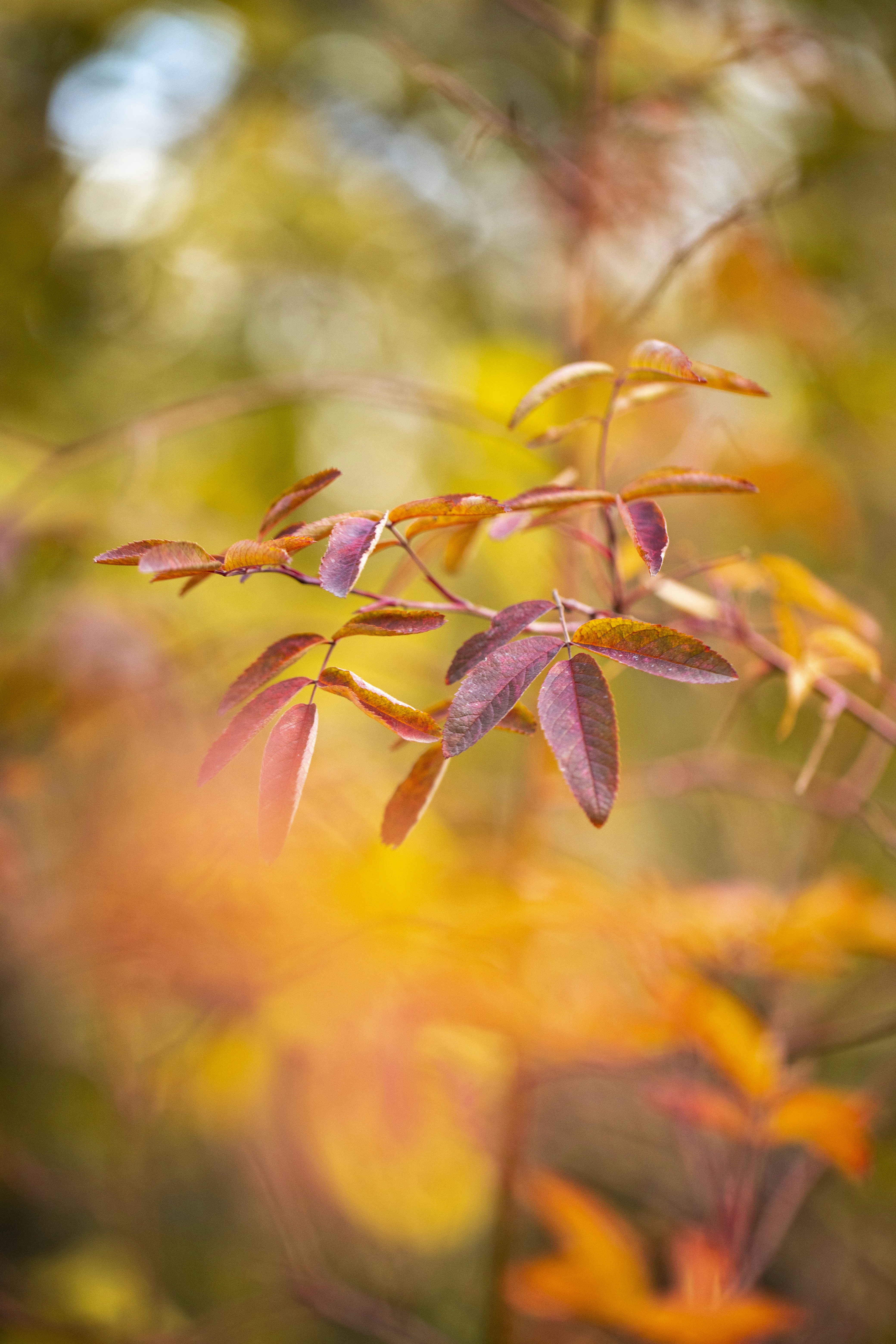 Photo by stef_enheart