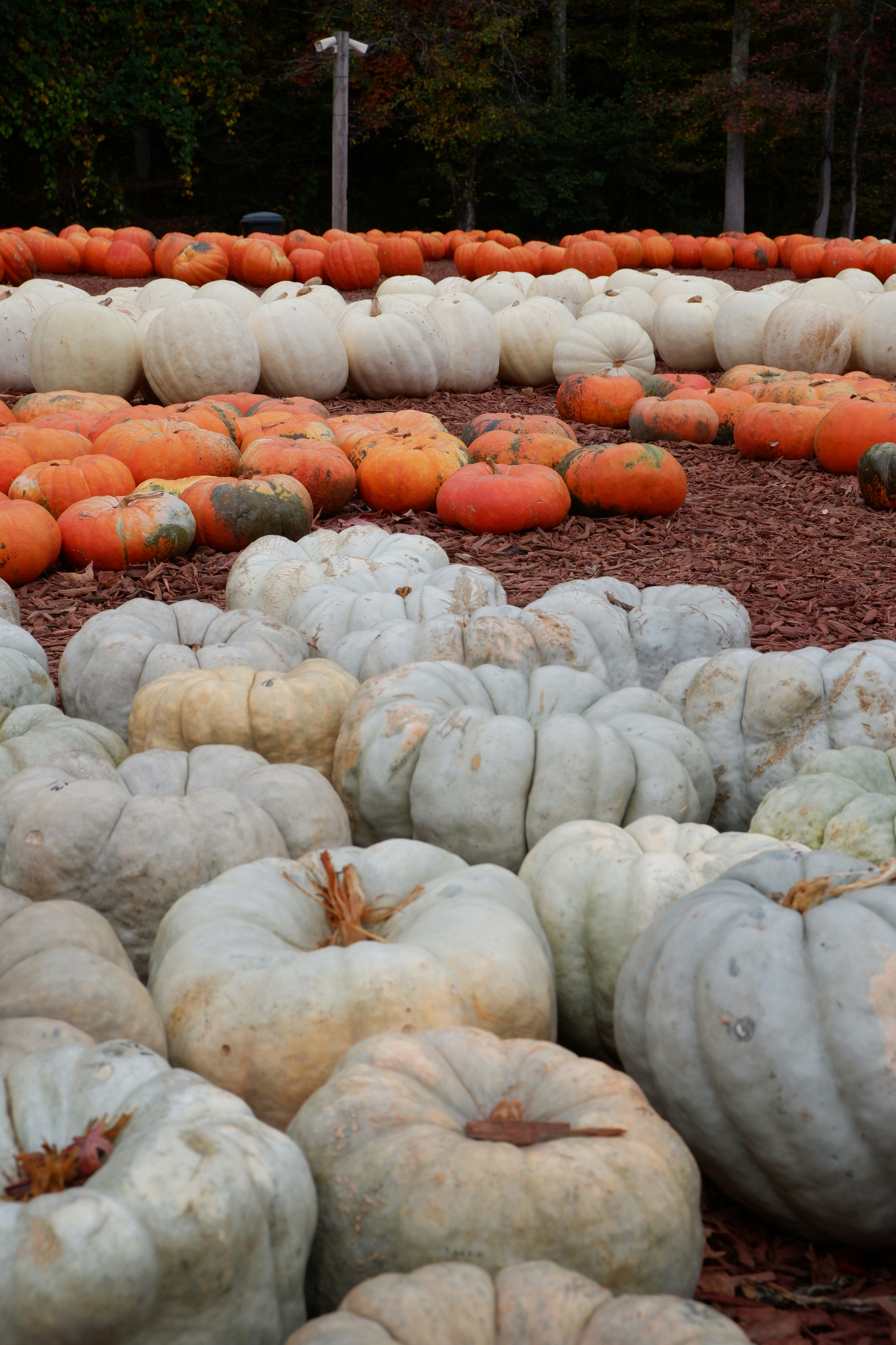 A field full of pumpkins sitting on the ground