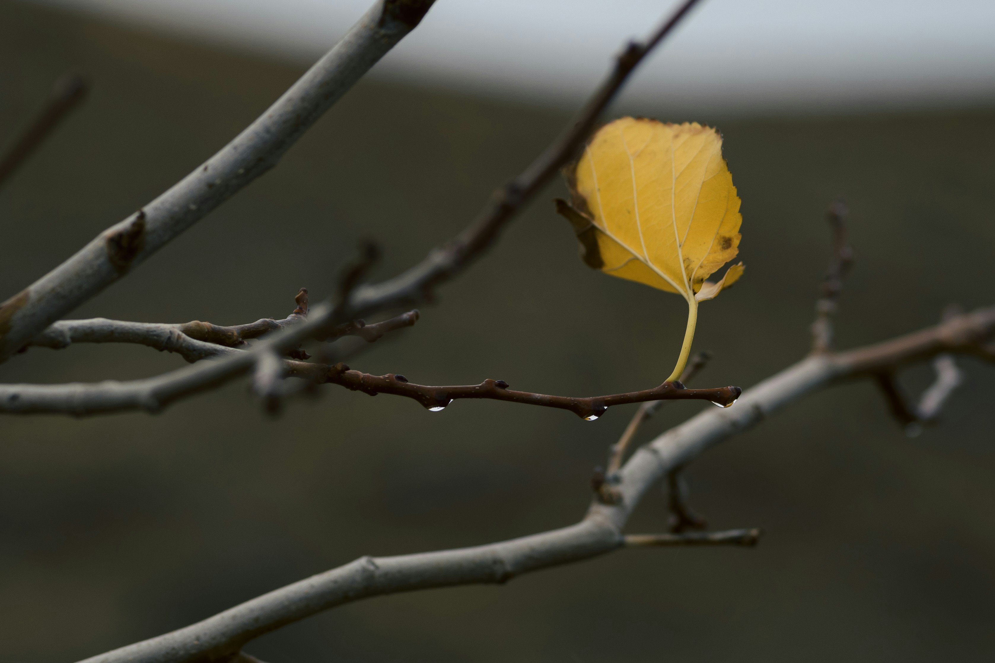 Photo by s_ahmadreza_p