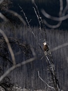 A bald eagle perched on a tree branch