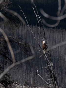 A bald eagle perched on a tree branch