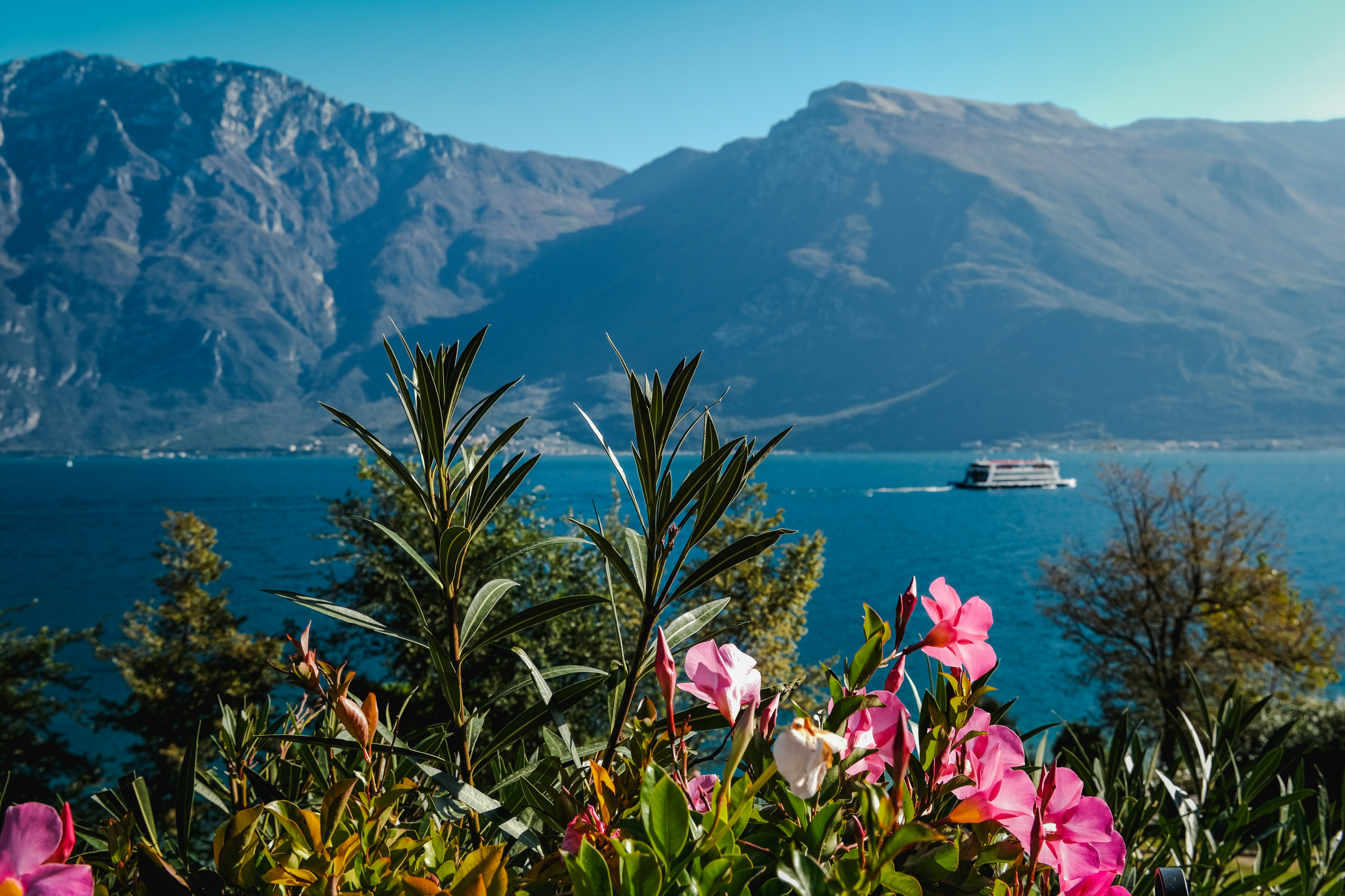 A boat is in the water near some flowers
