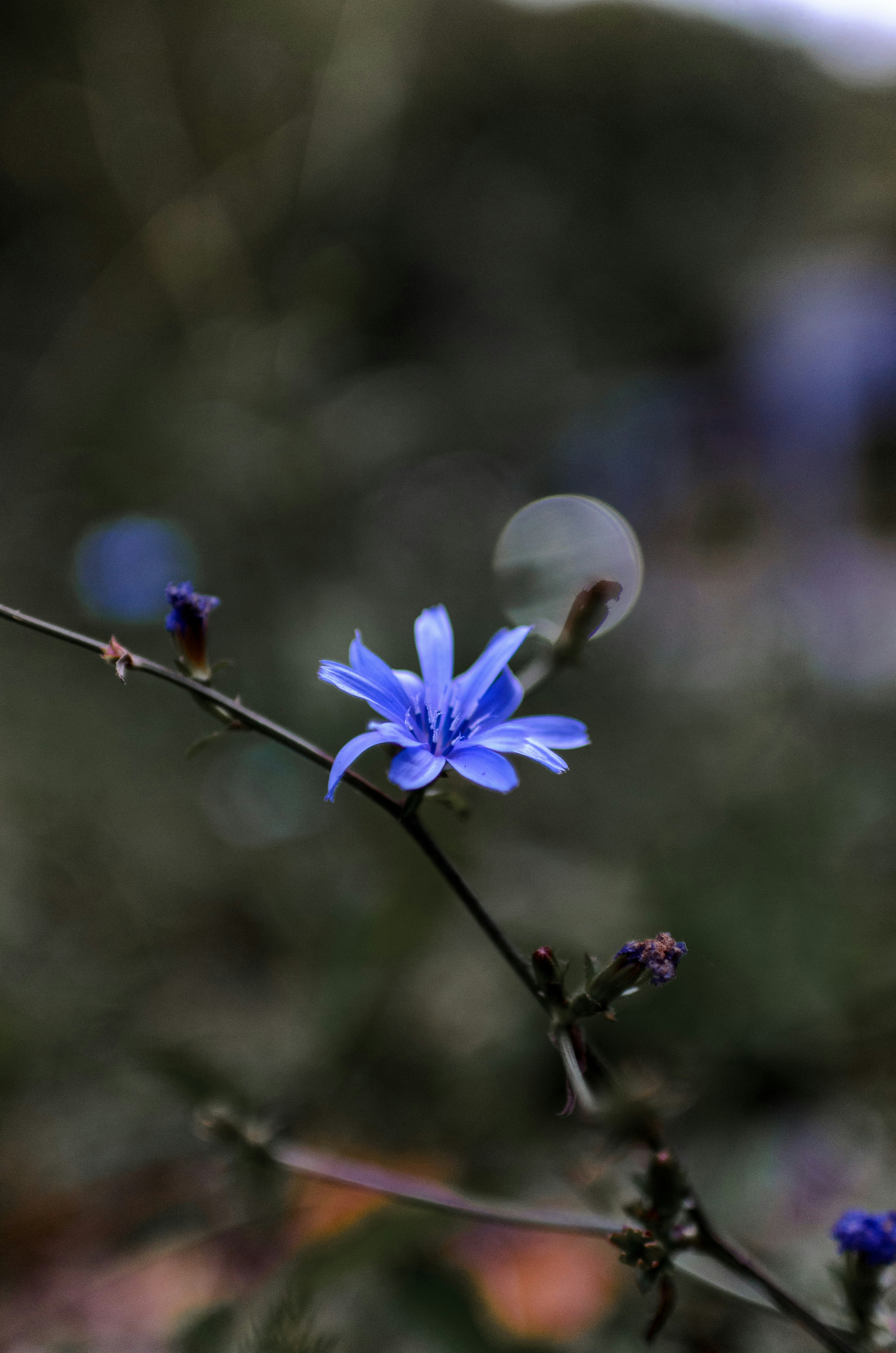 Photo by gamanalice3012