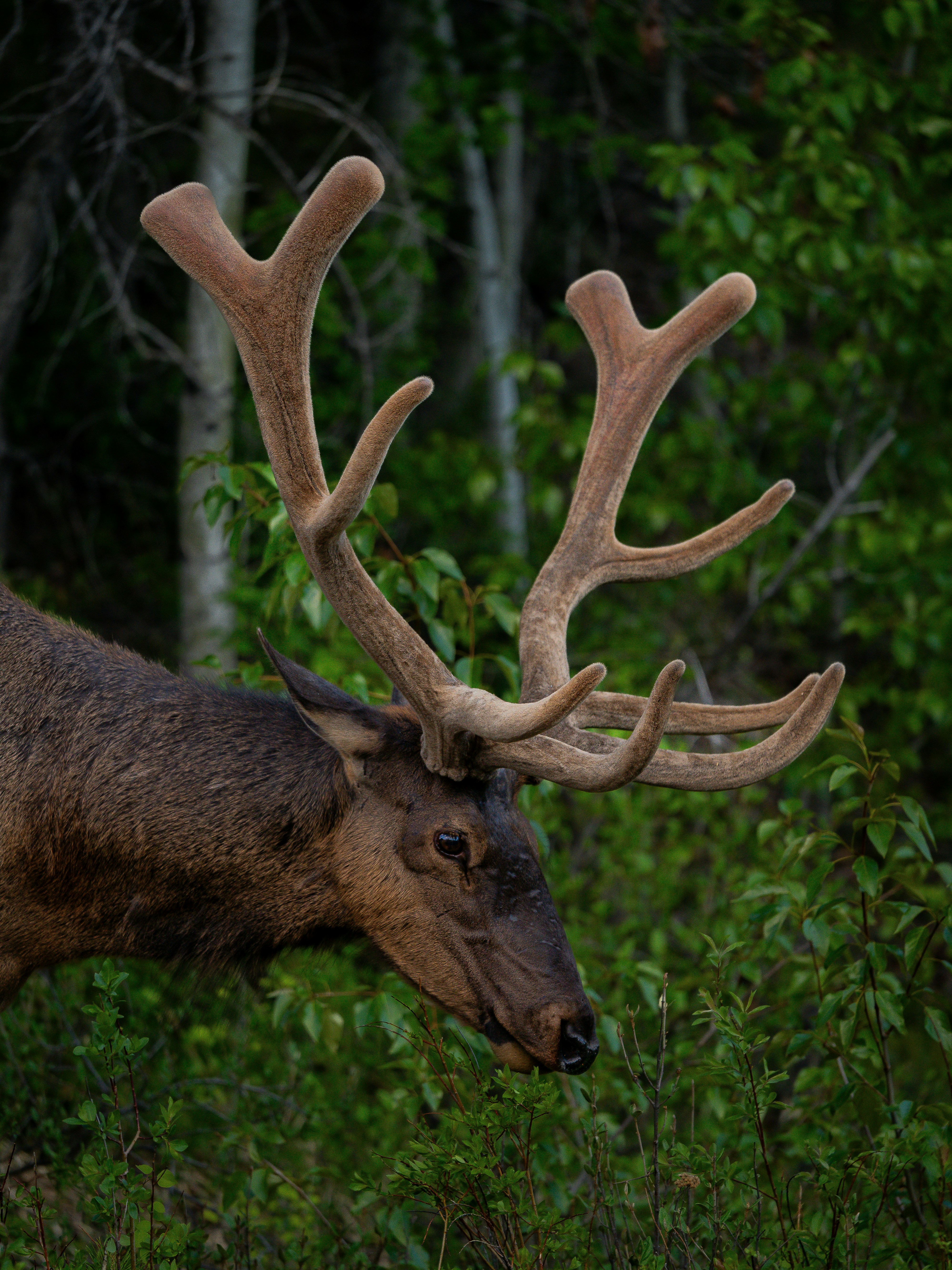 Photo by kayvanmazhar